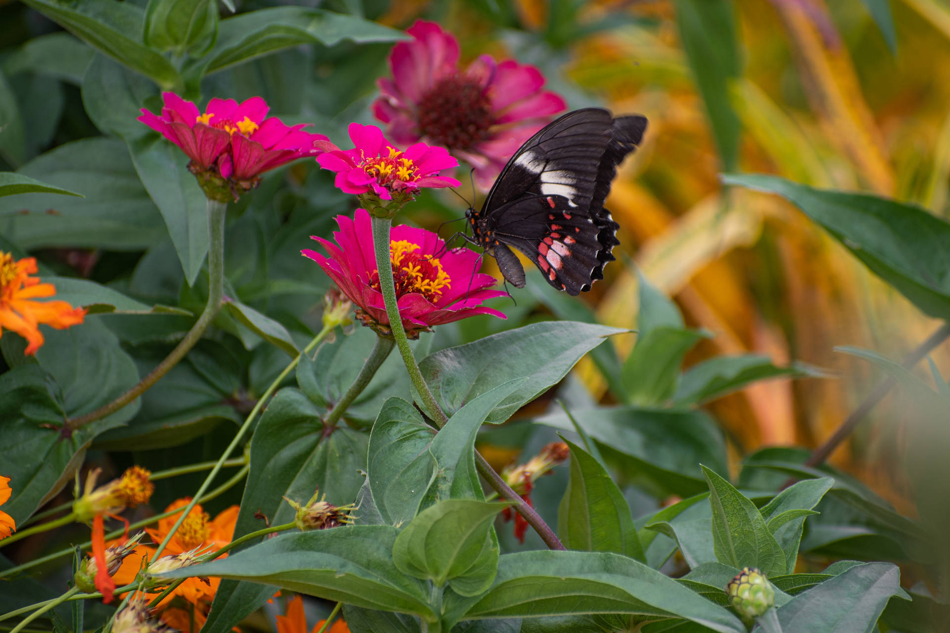 Cute Butterfly Near Zinnia Flowers Background