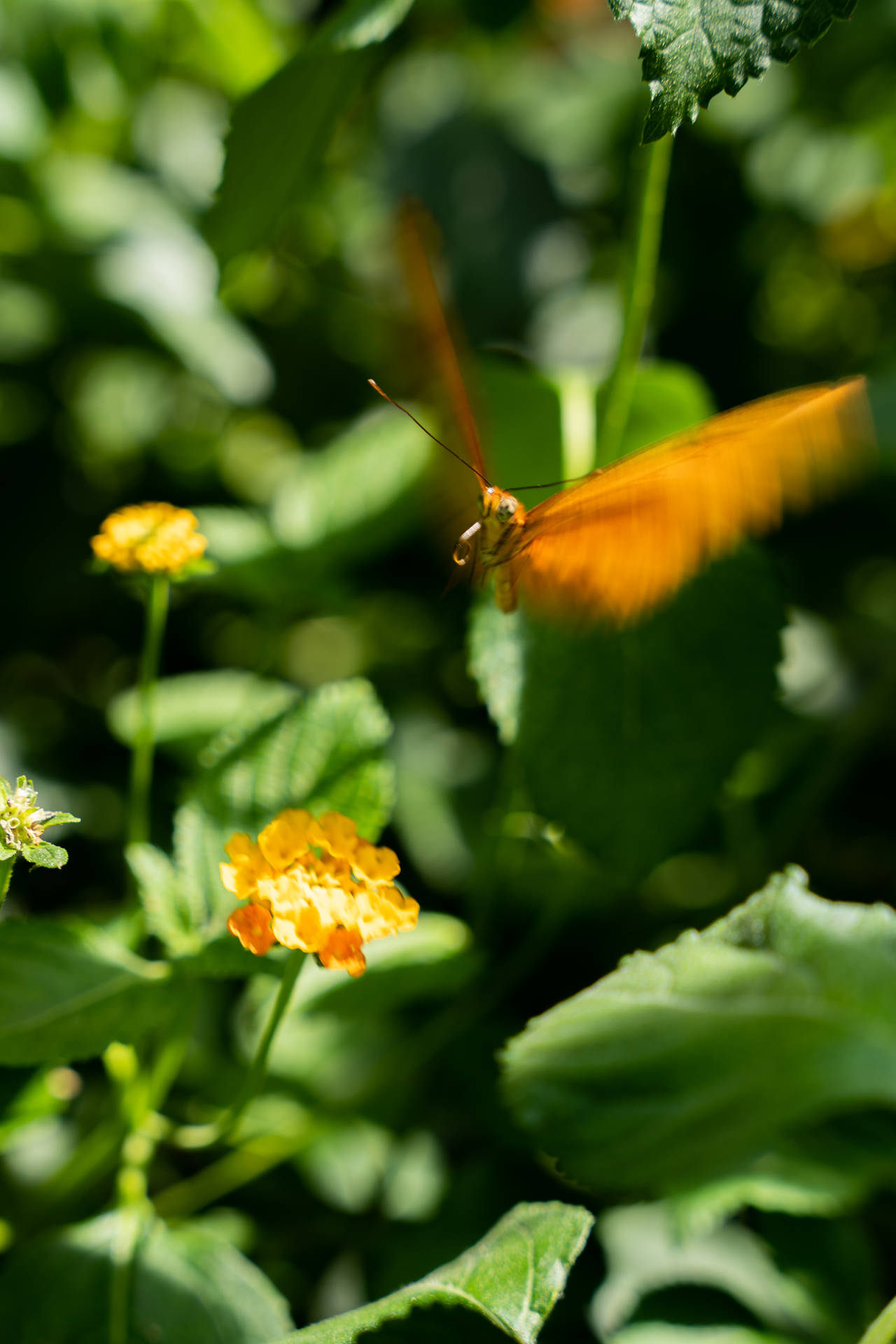 Cute Butterfly On Camara Flowers Background
