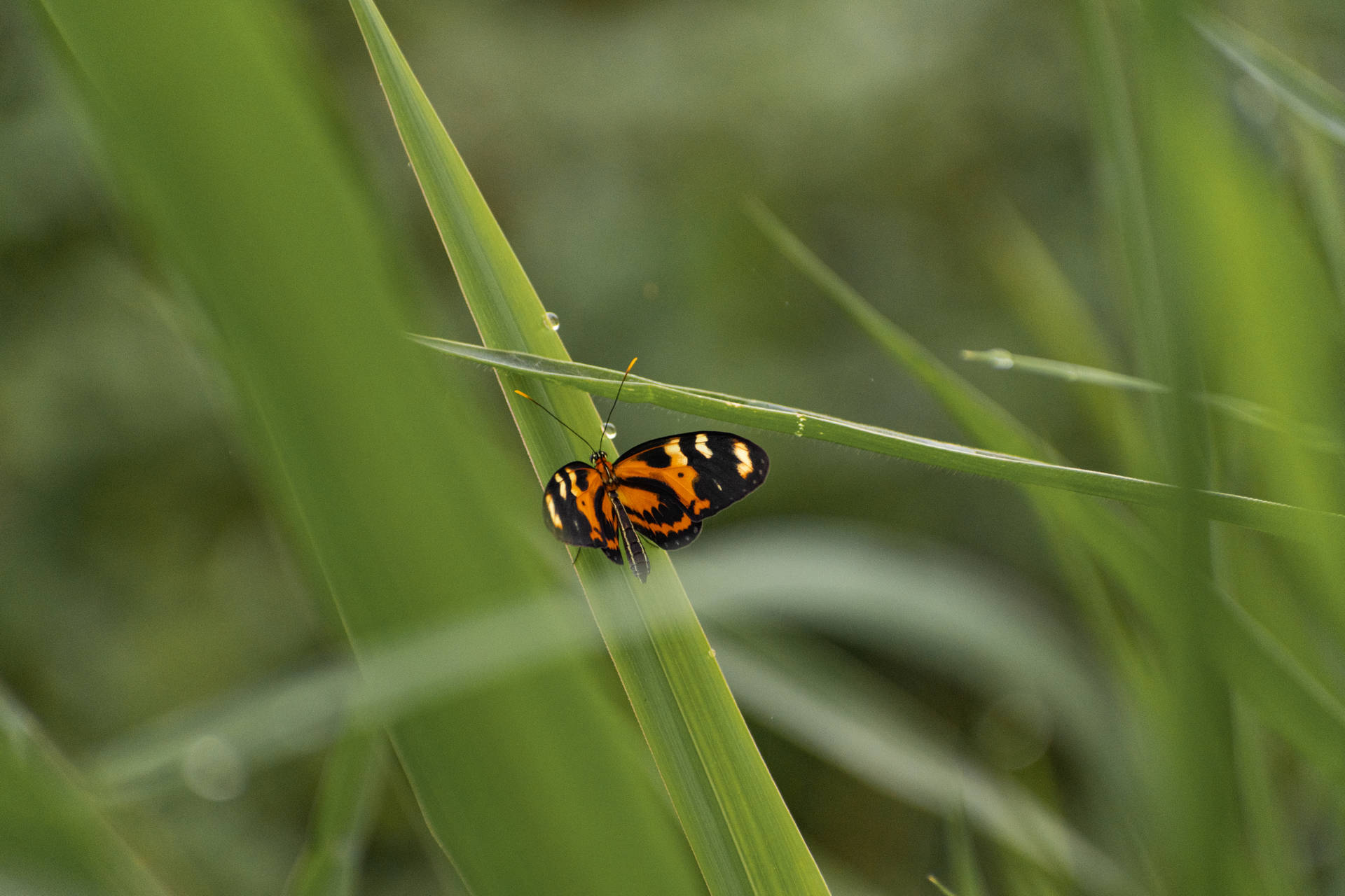 Cute Butterfly On Grass Background