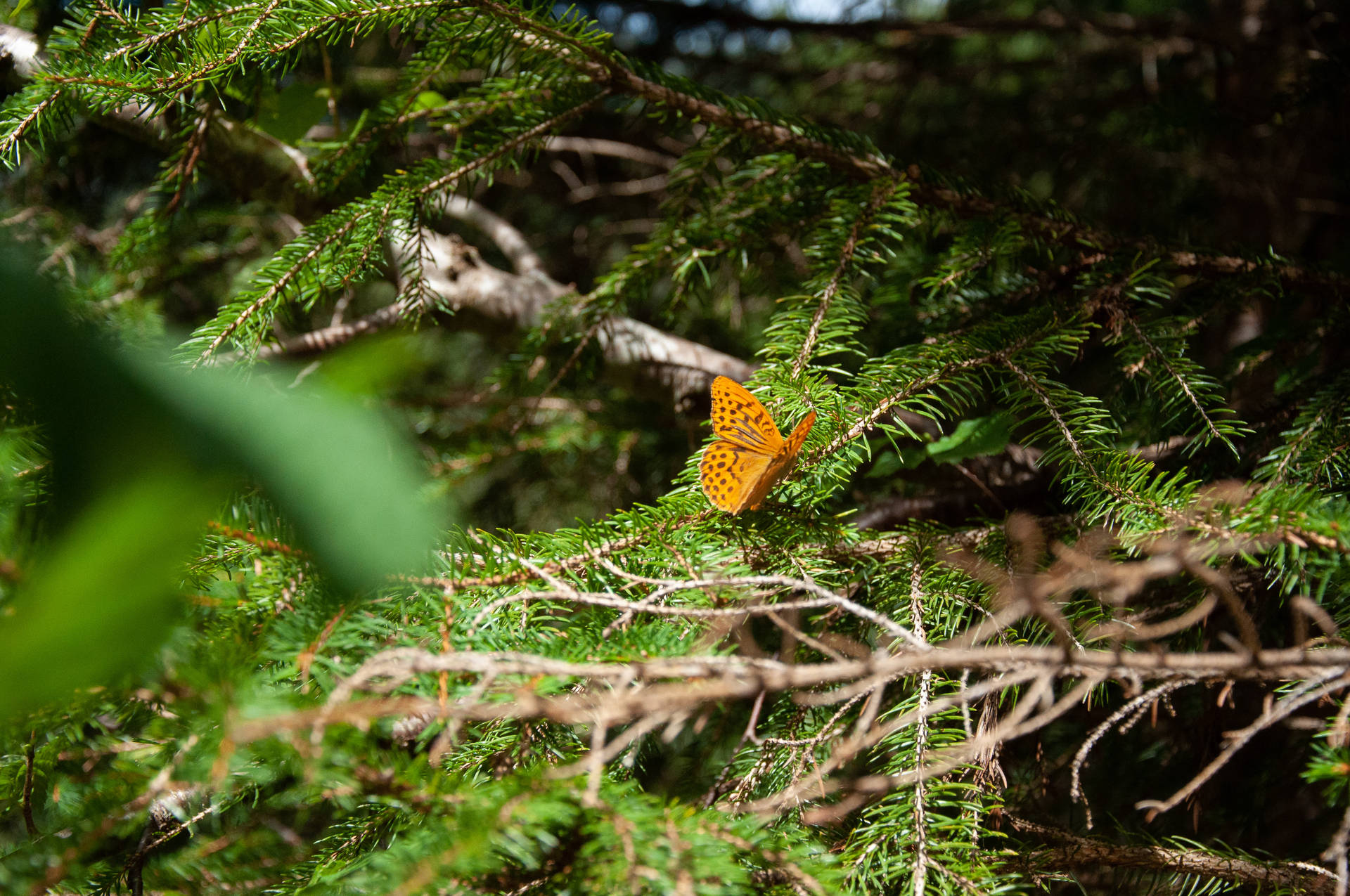 Cute Butterfly On Pine Trees