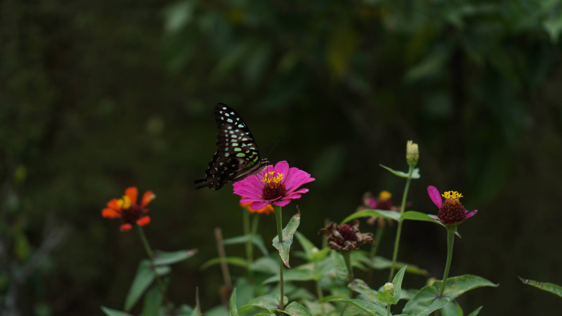 Cute Butterfly On Pink Flowers Background