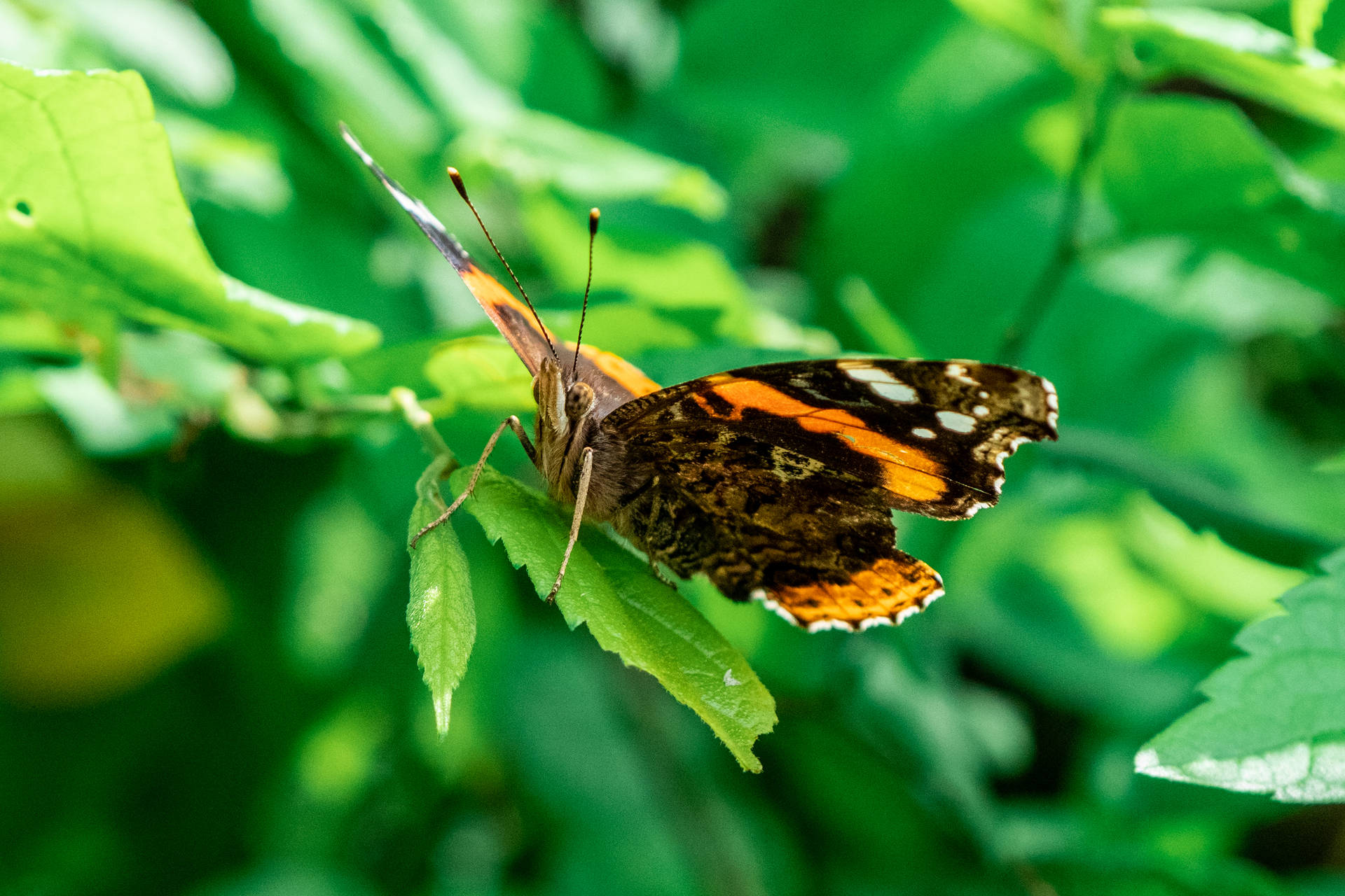 Cute Butterfly Red Admiral Background