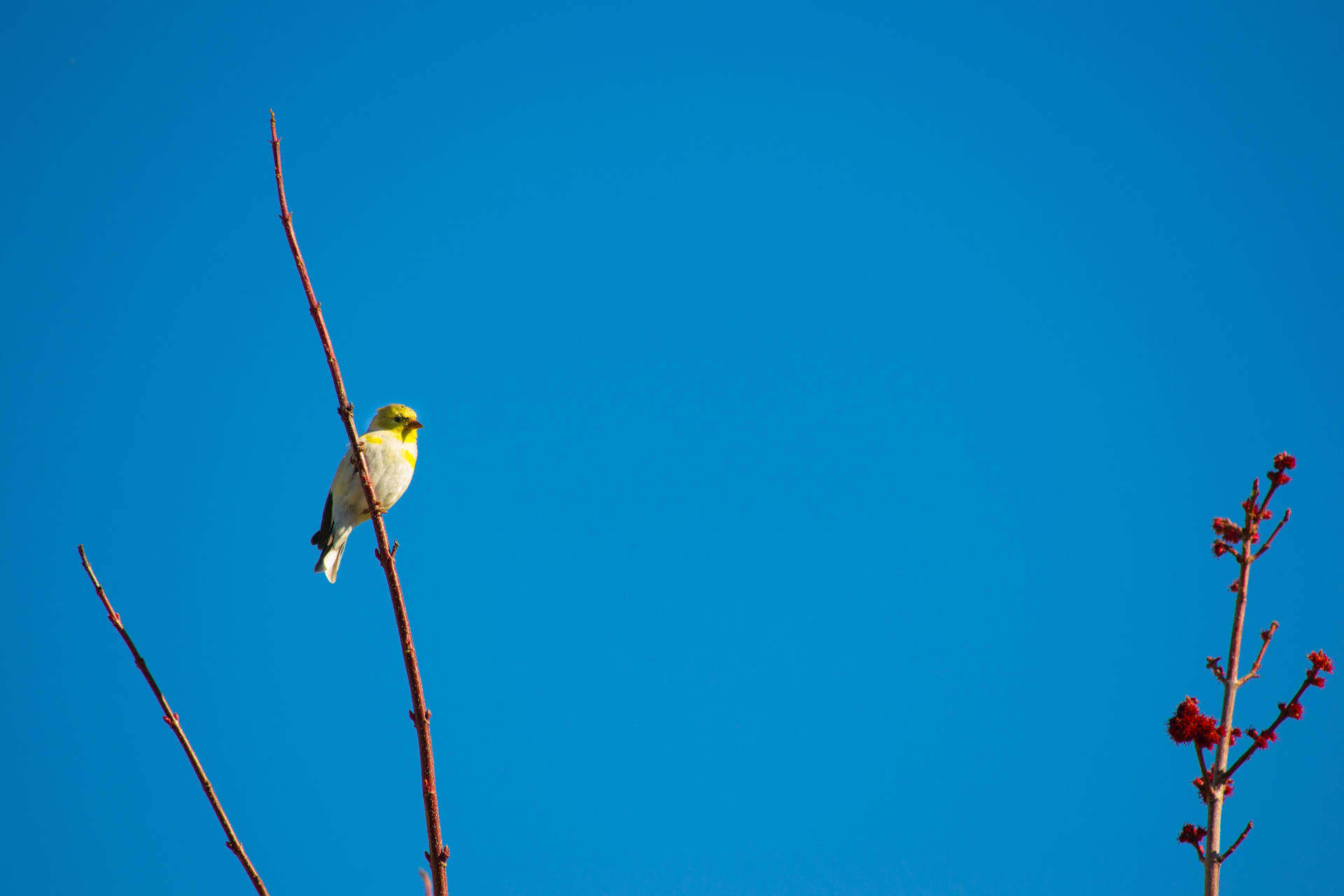 Cute Canary In Blue Sky Background