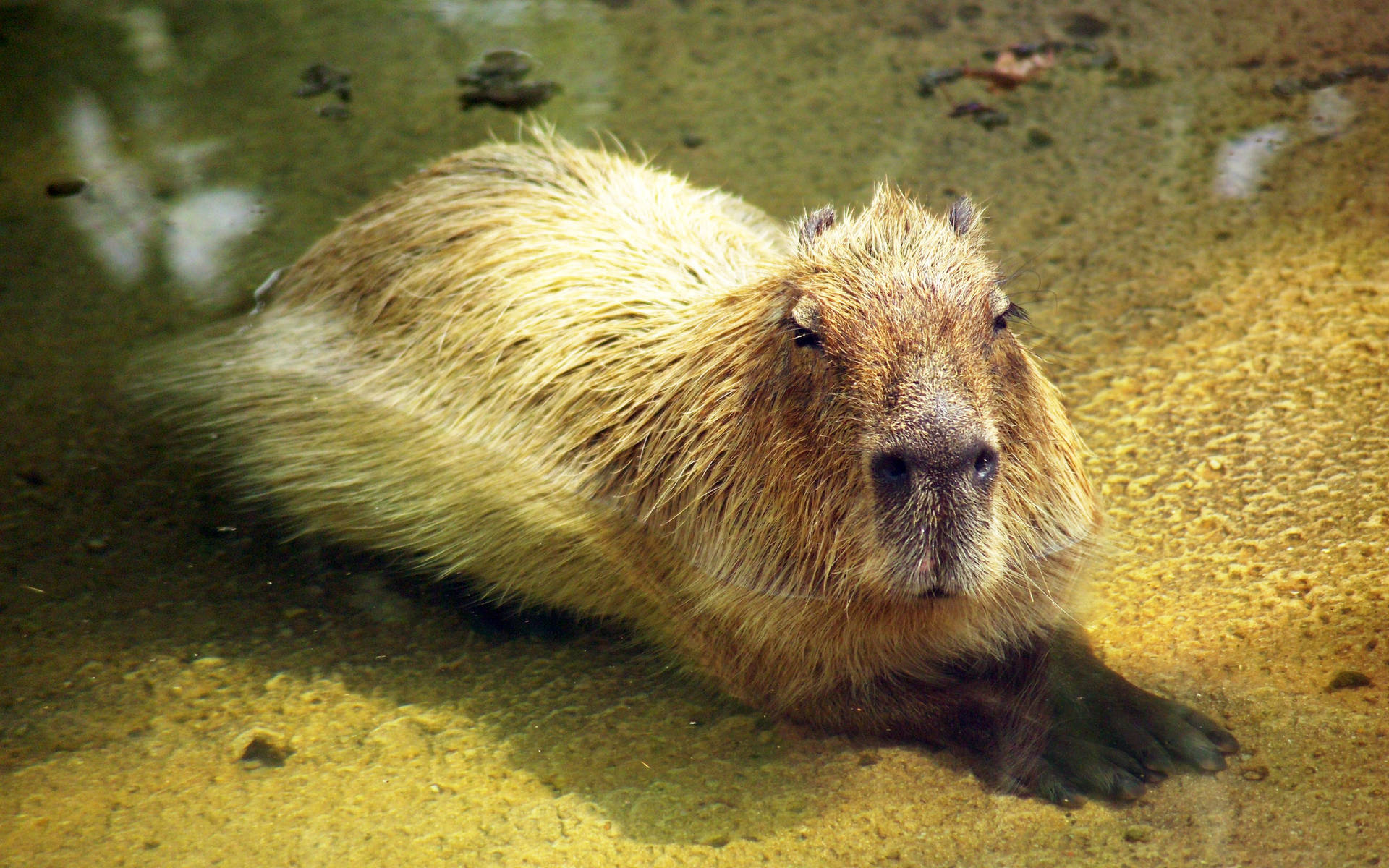 Cute Capybara Rodent Background