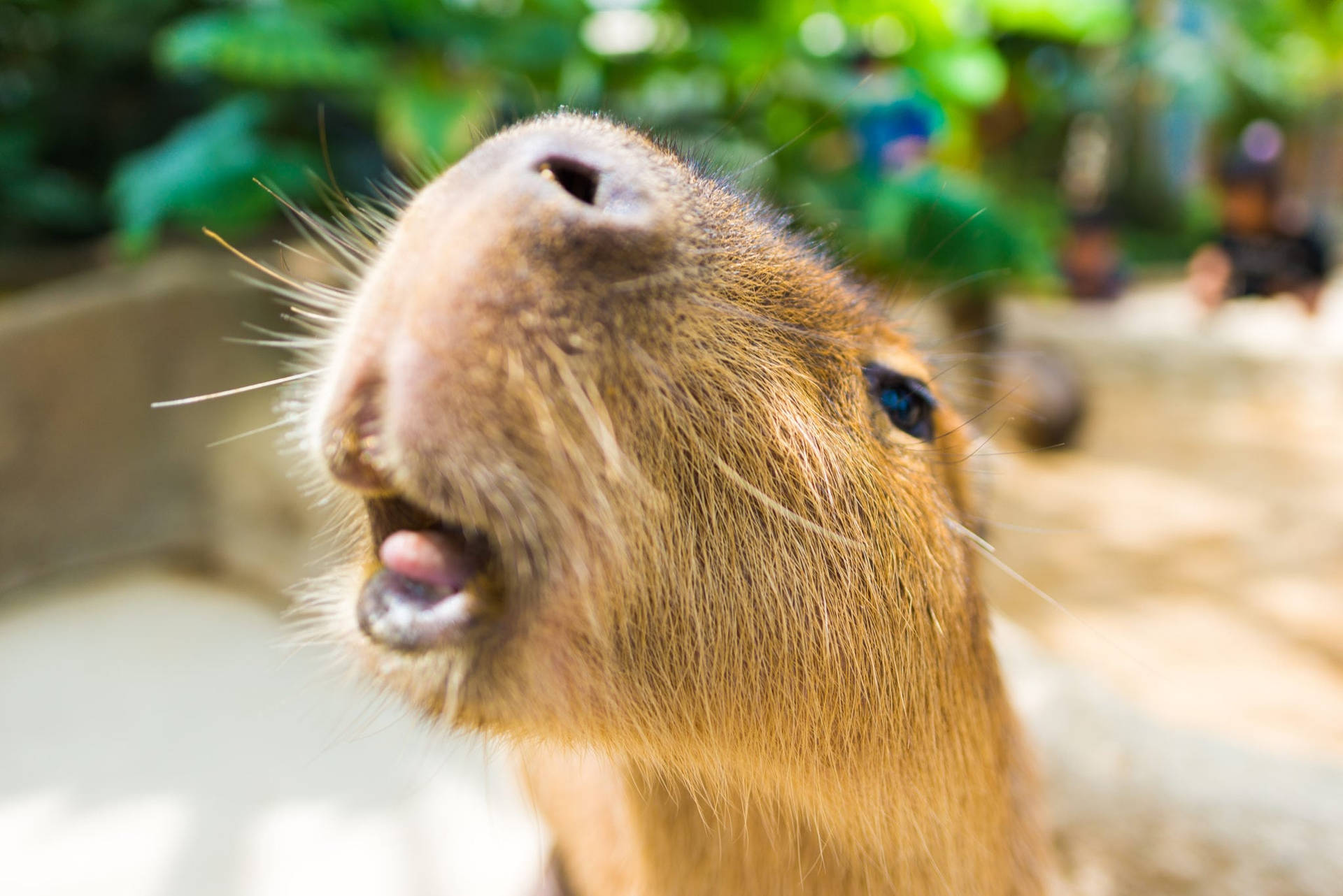 Cute Capybara Tongue Background
