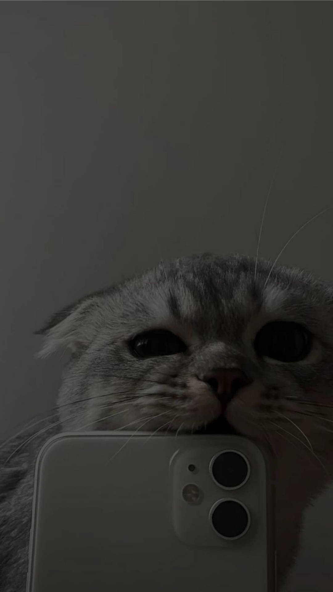 Cute Cat Aesthetic Biting Iphone 11 Background