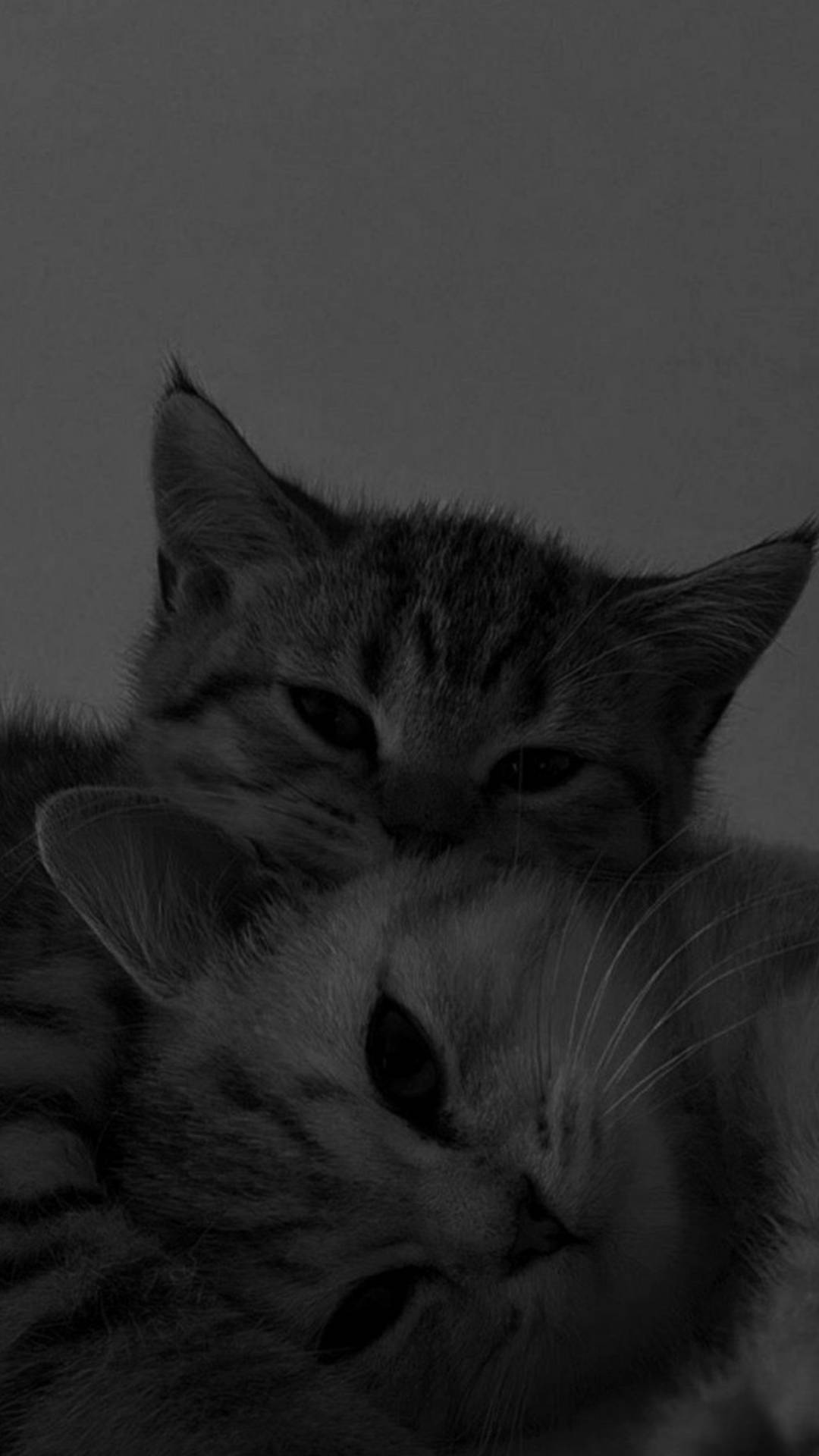 Cute Cat Aesthetic Cuddling Together