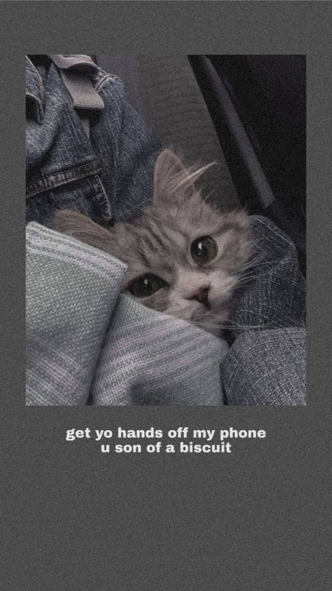 Cute Cat Aesthetic Funny Meme Background