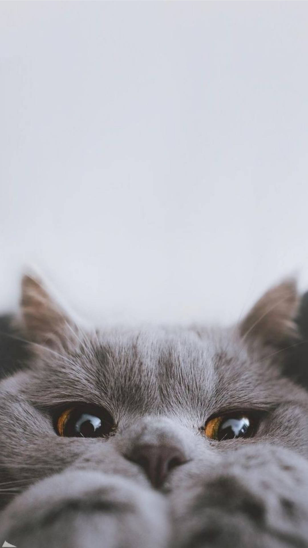 Cute Cat Aesthetic Peek-a-boo Background