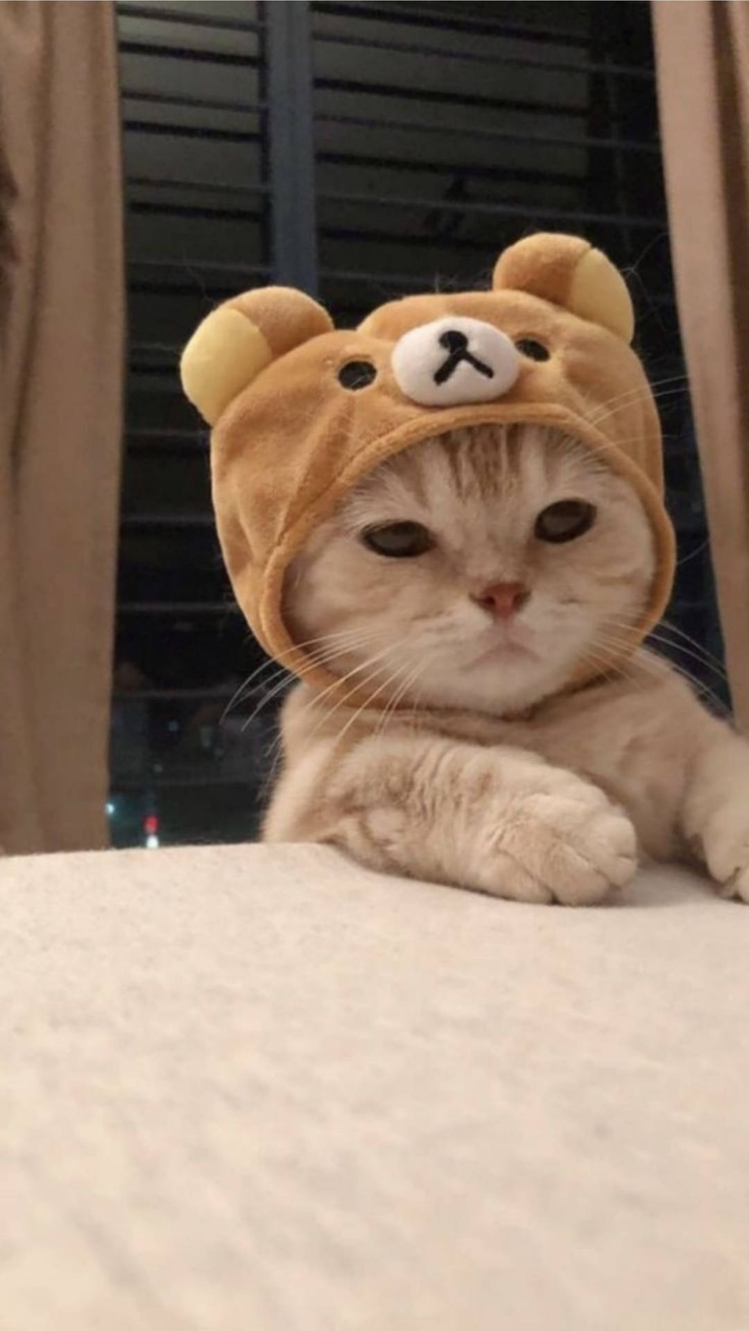 Cute Cat Aesthetic Rilakkuma Hat Background