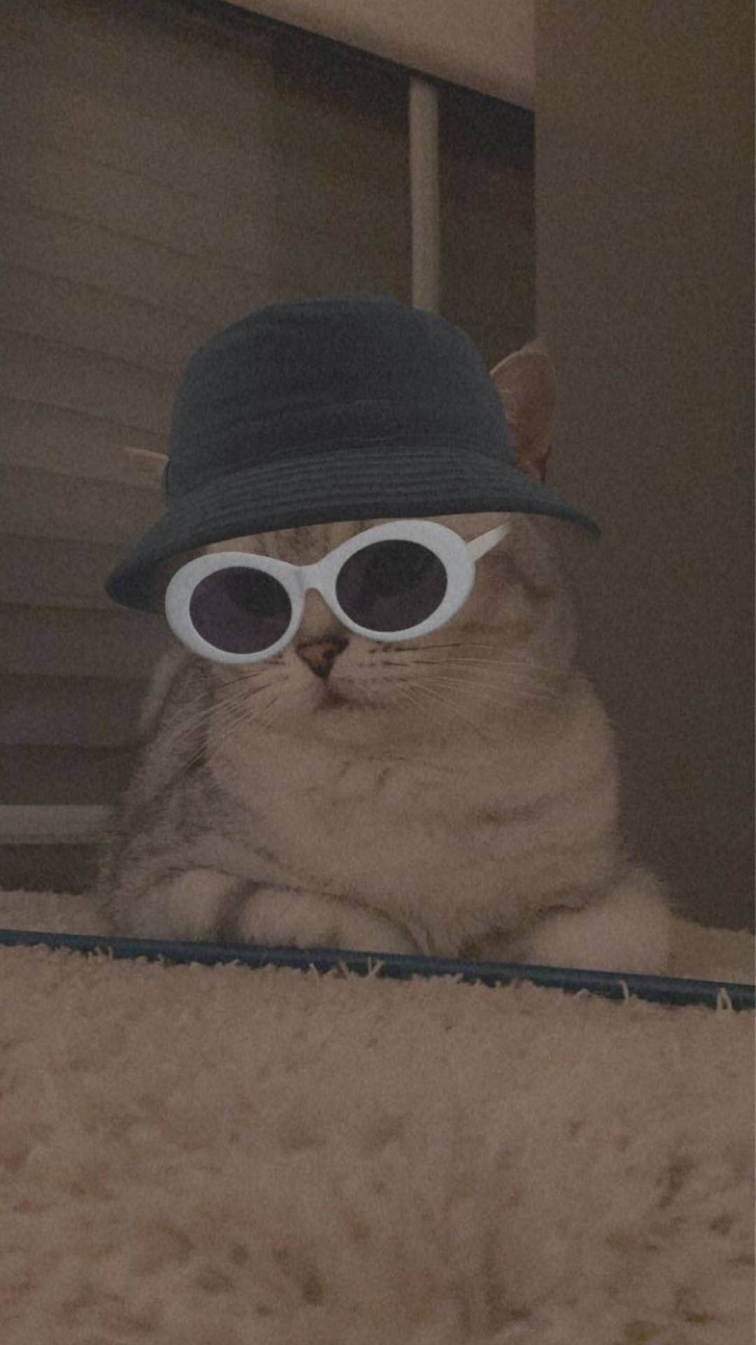 Cute Cat Aesthetic With Bucket Hat And Sunglasses Background