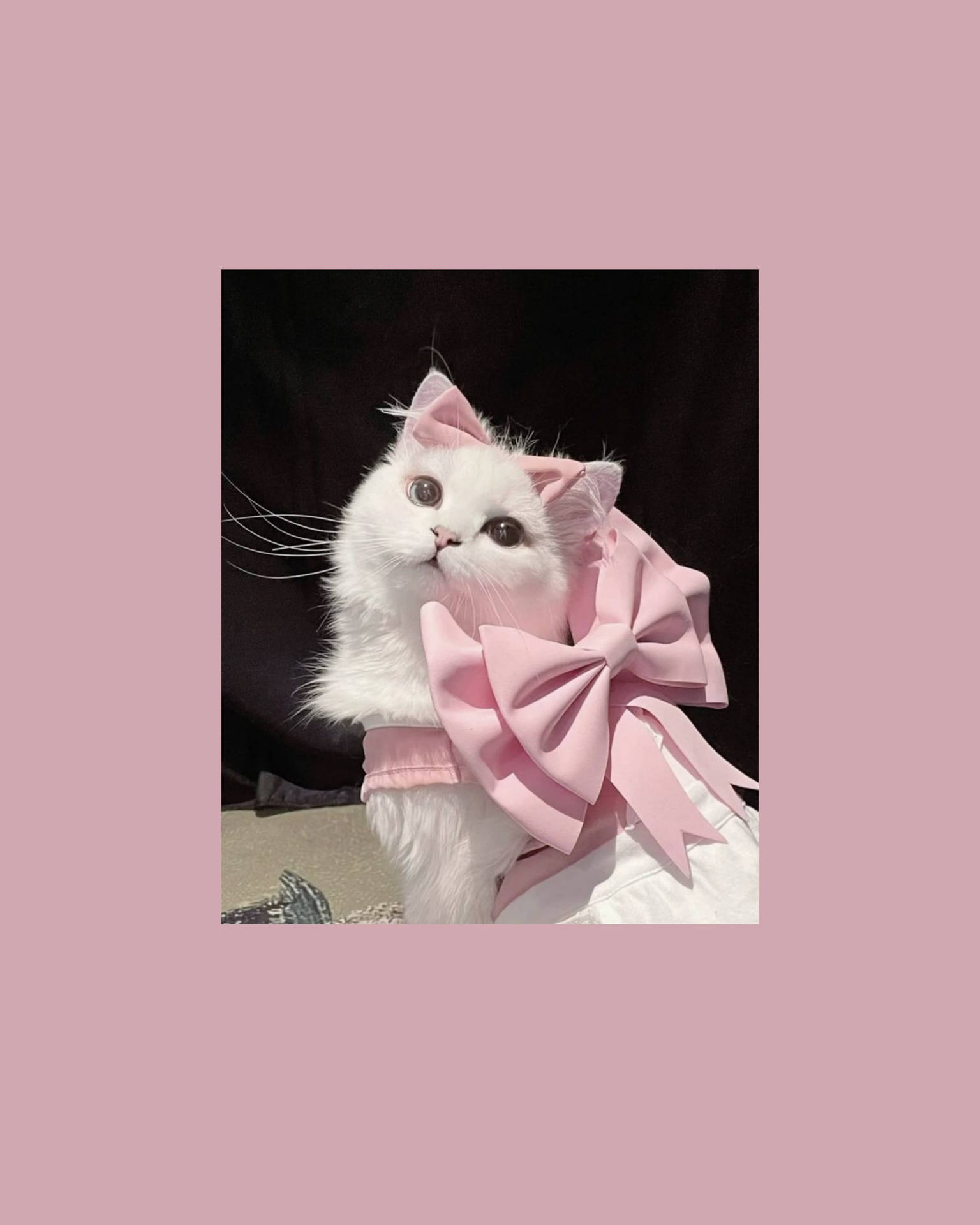 Cute Cat Aesthetic With Pink Ribbon Background