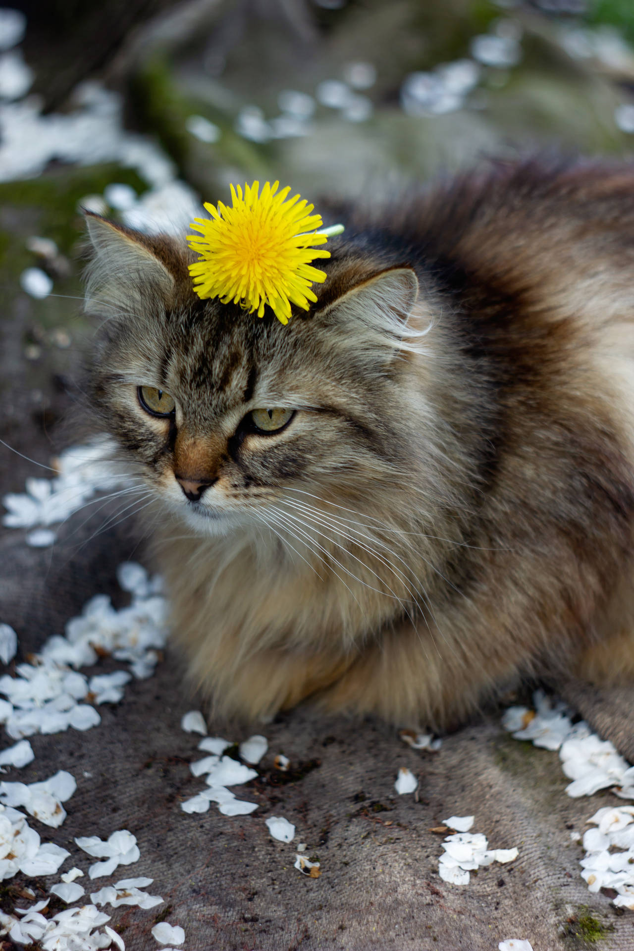 Cute Cat Aesthetic With Yellow Flower Background