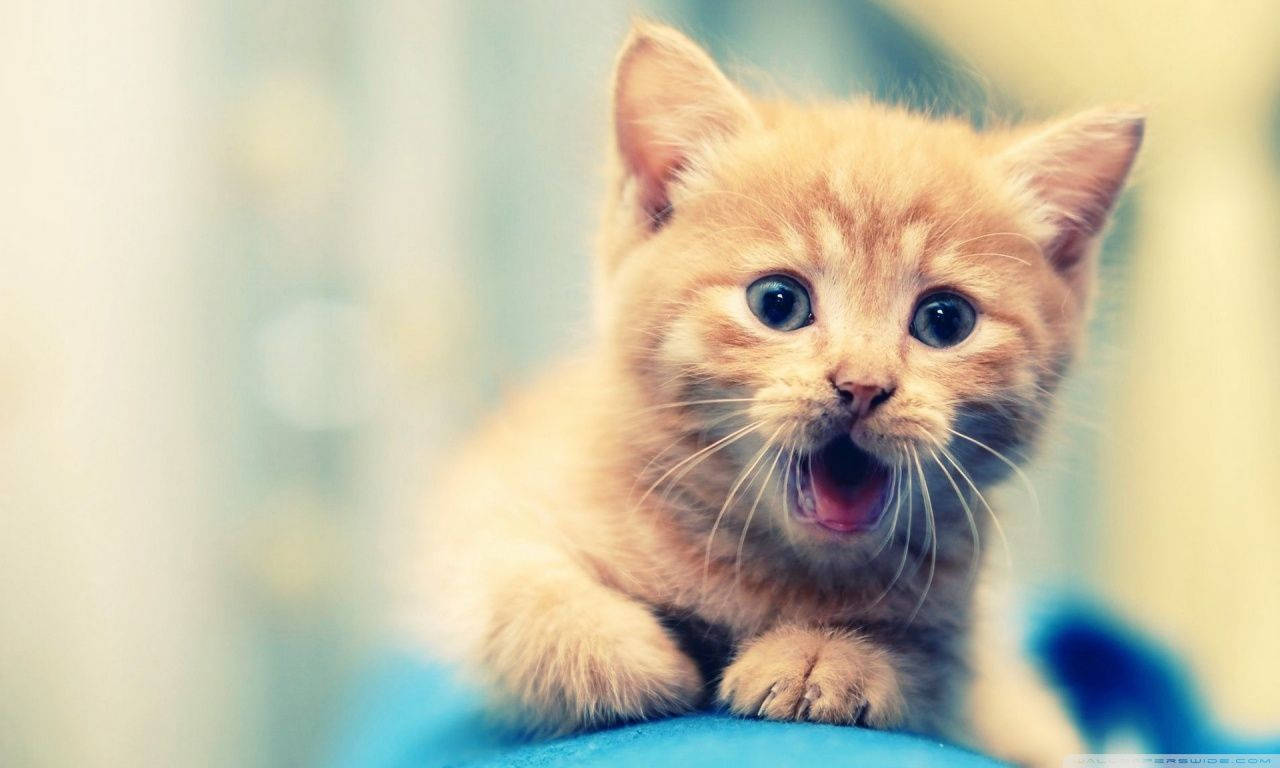 Cute Cat All Best Background