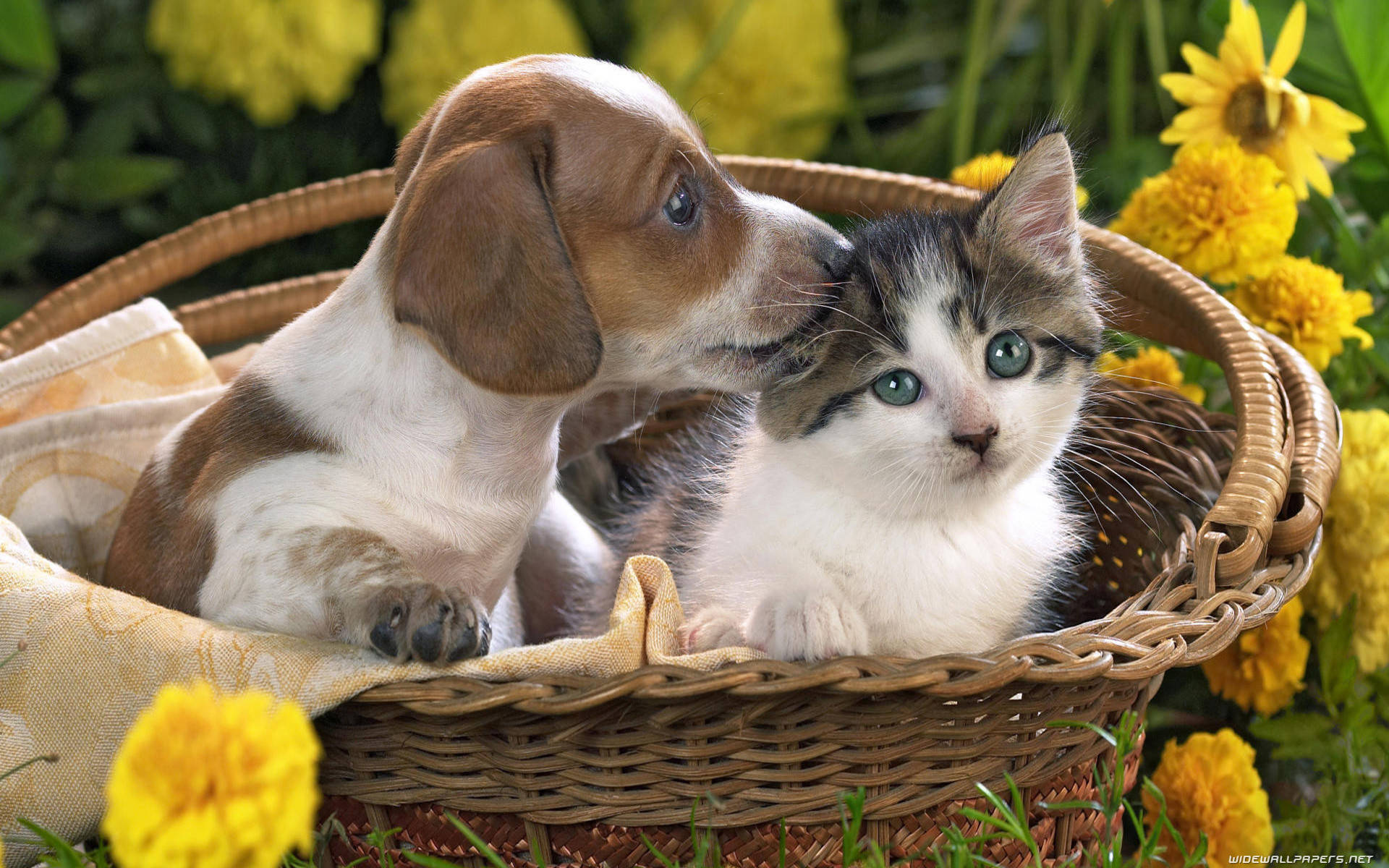 Cute Cat And Dog Background