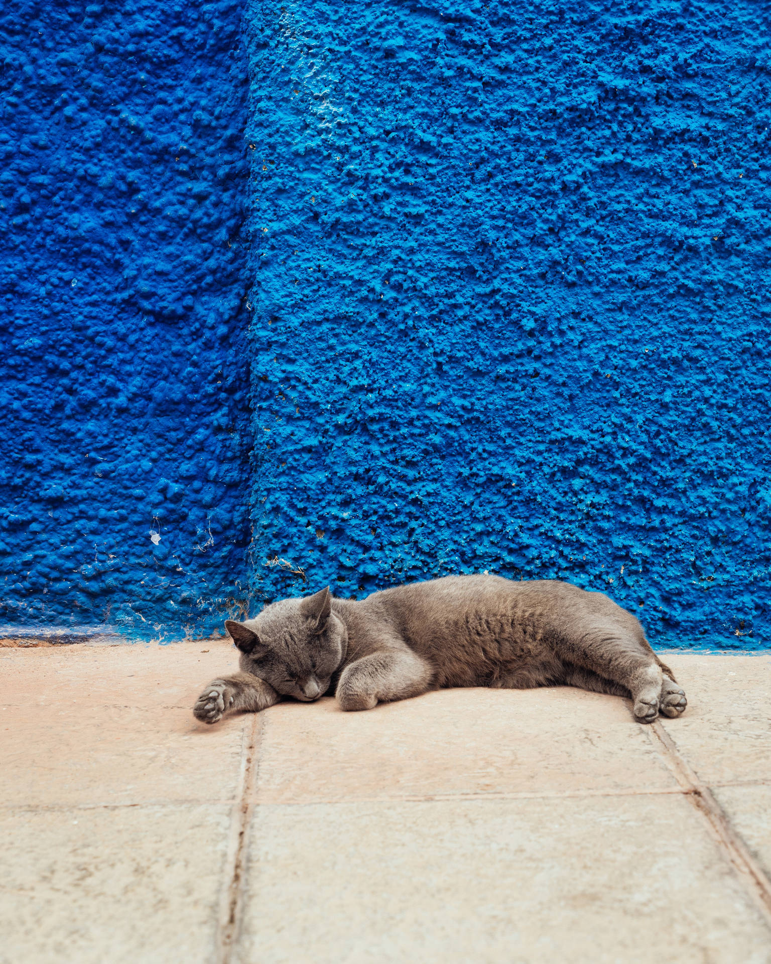 Cute Cat Blue Concrete Wall Background