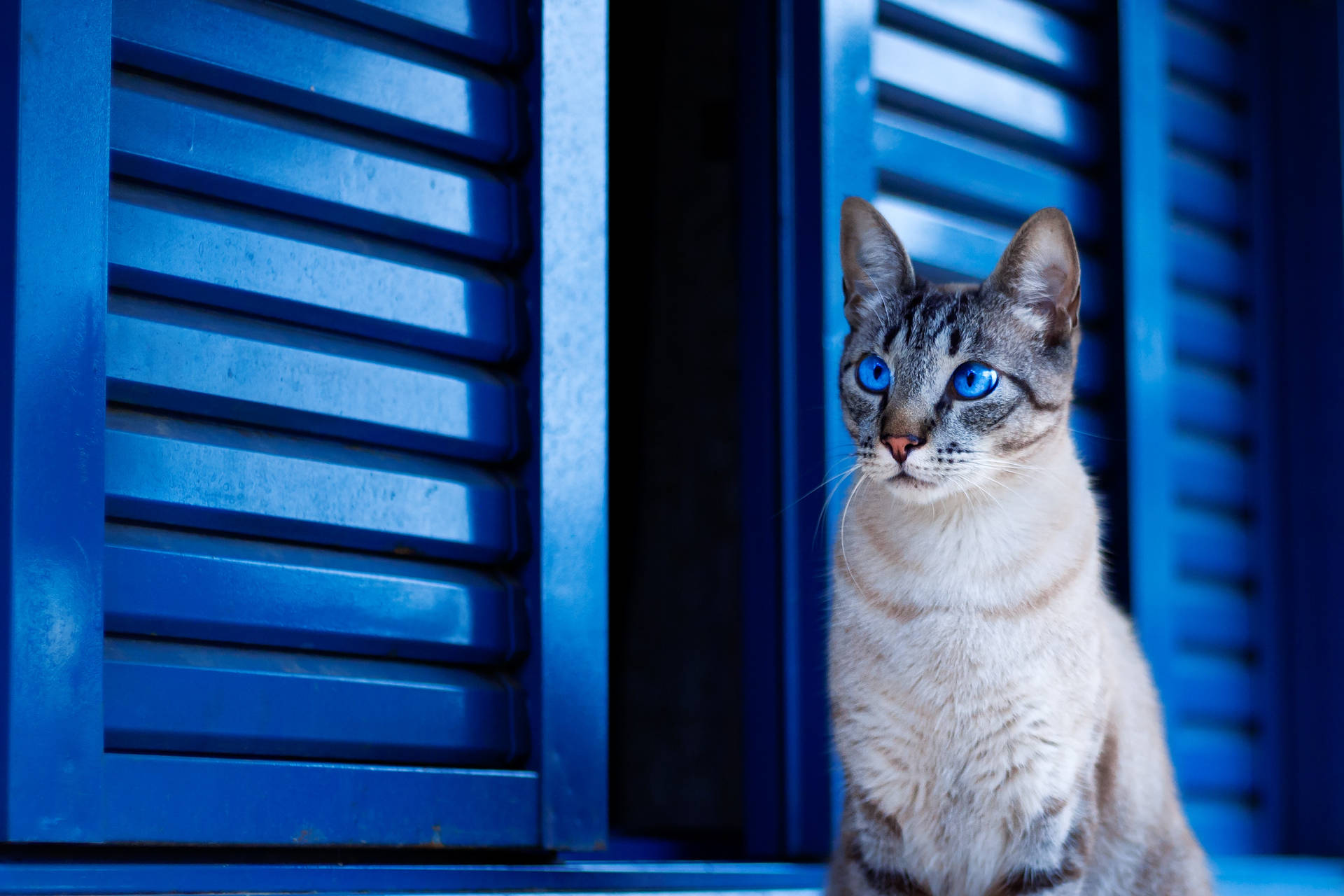 Cute Cat Blue Shutters Background