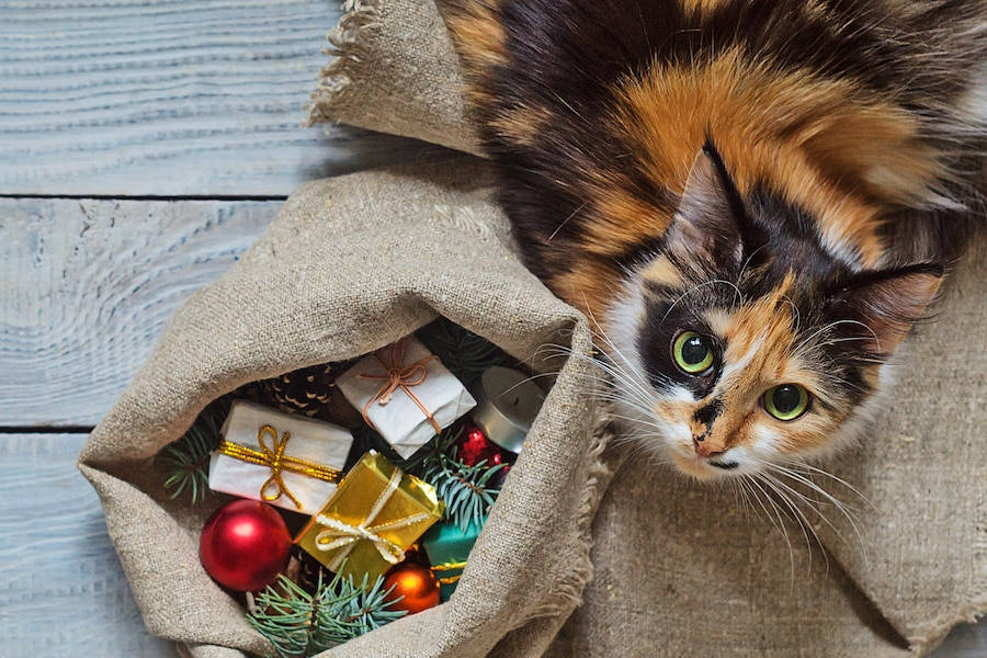 Cute Cat Christmas Presents Background