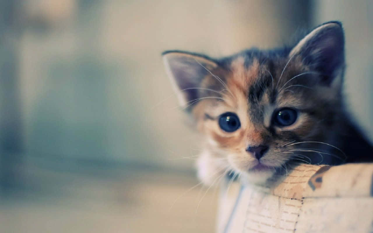 Cute Cat Enjoying Desktop Time Background