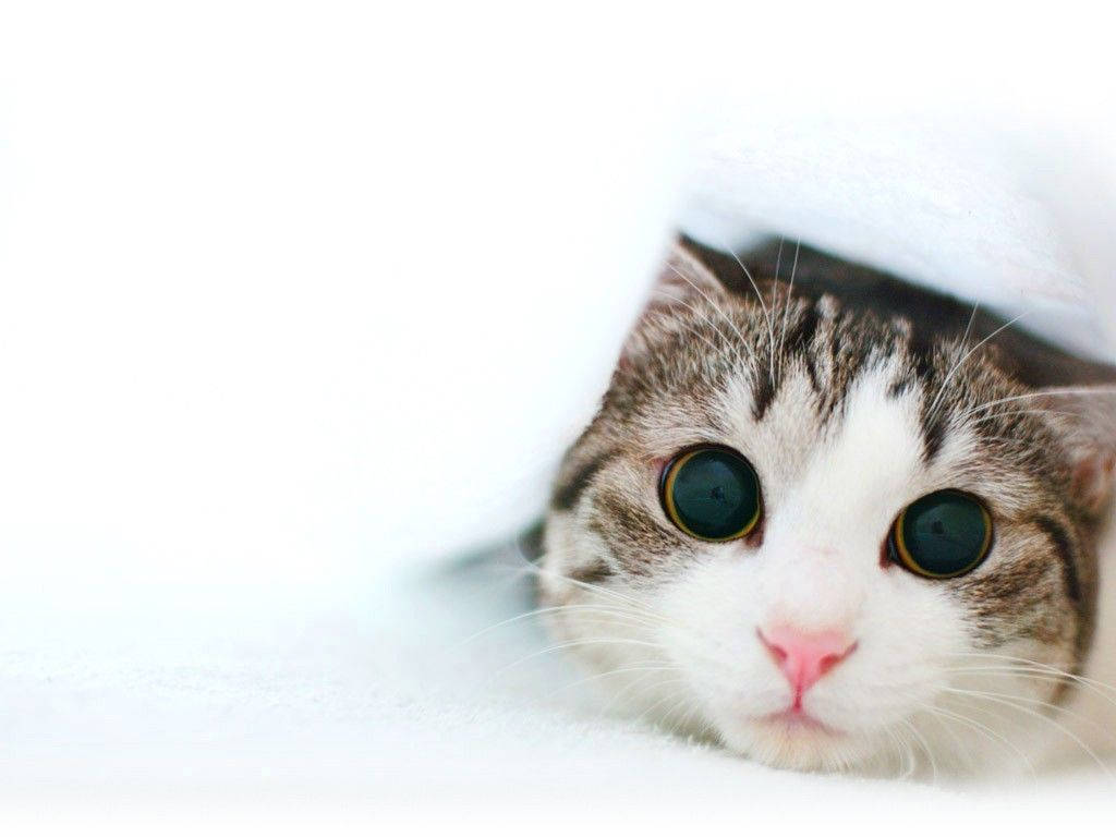 Cute Cat Eyes Background