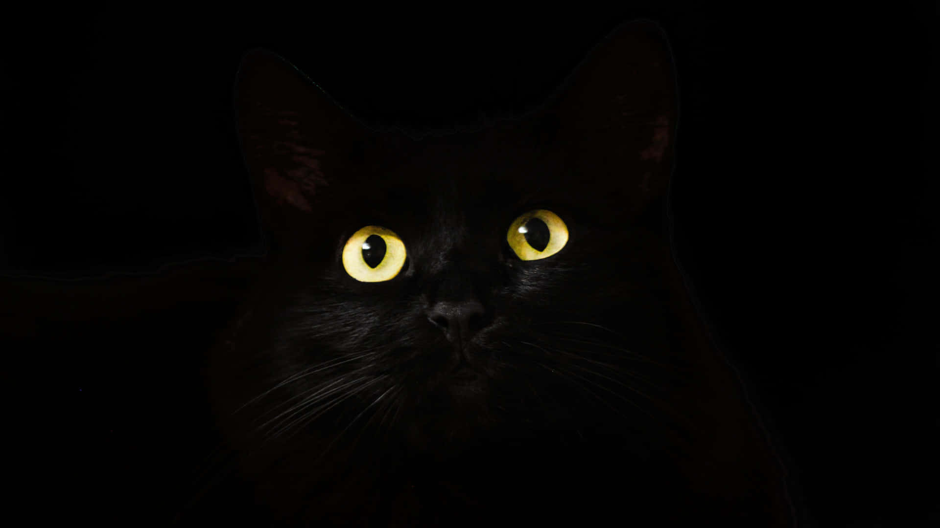 Cute Cat Eyes Black Cat