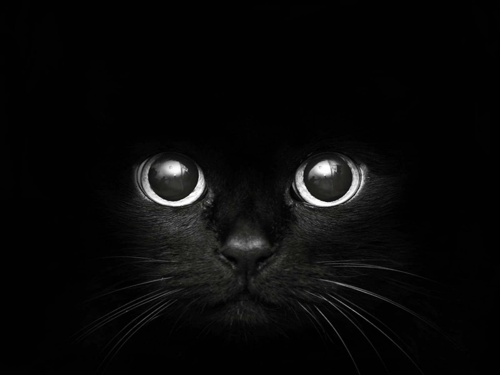 Cute Cat Face Black Mac