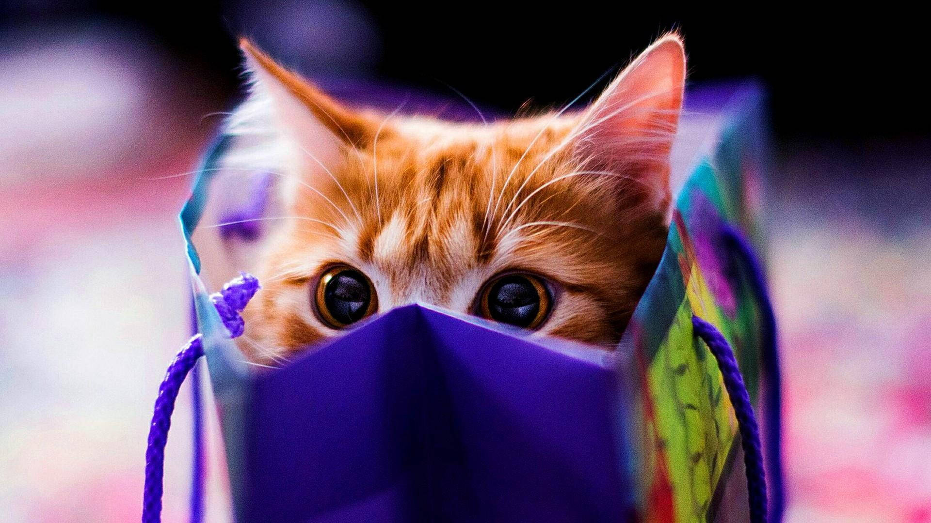 Cute Cat Hd Hiding Bag Background