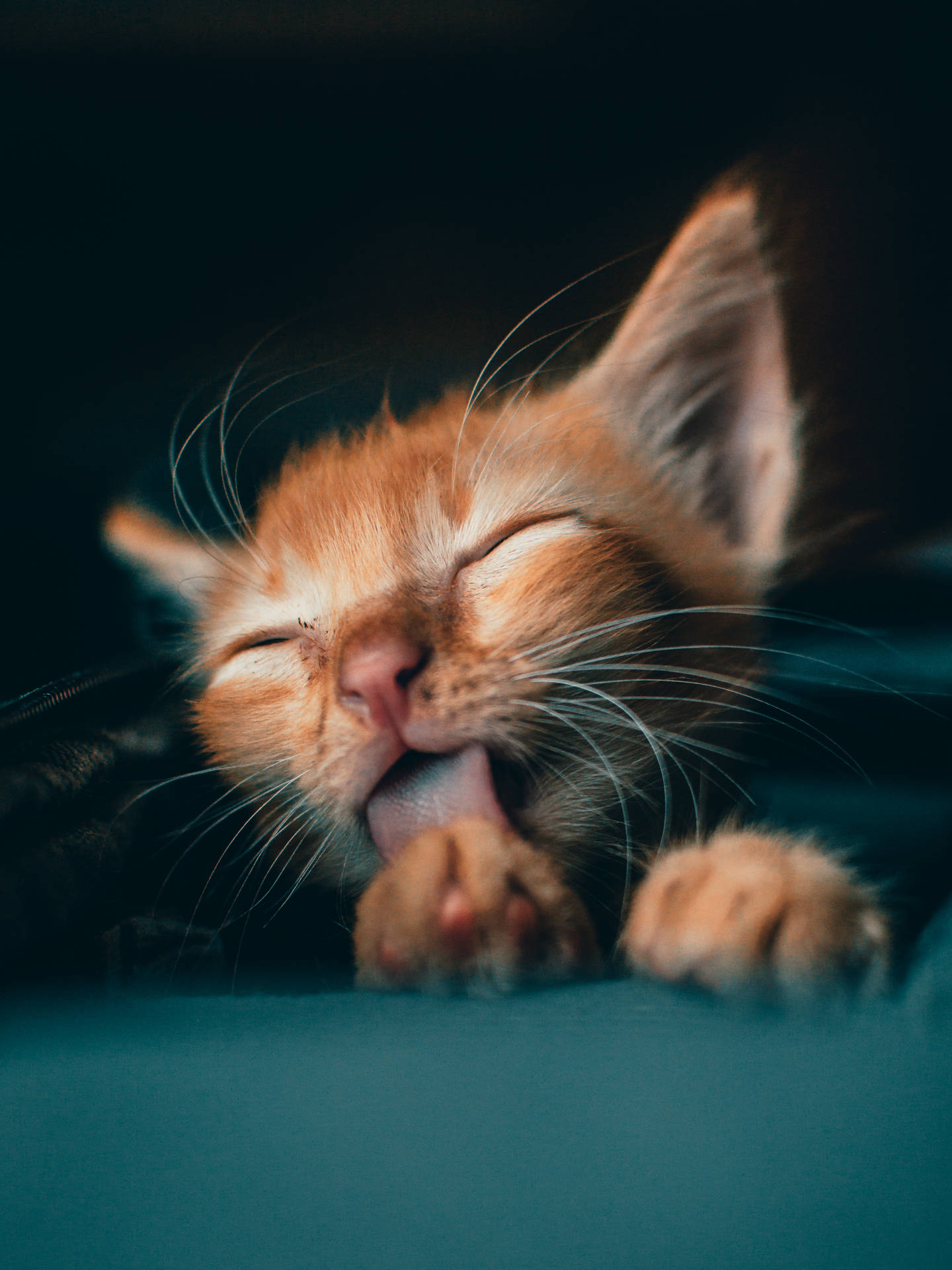 Cute Cat Hd Licking Paws