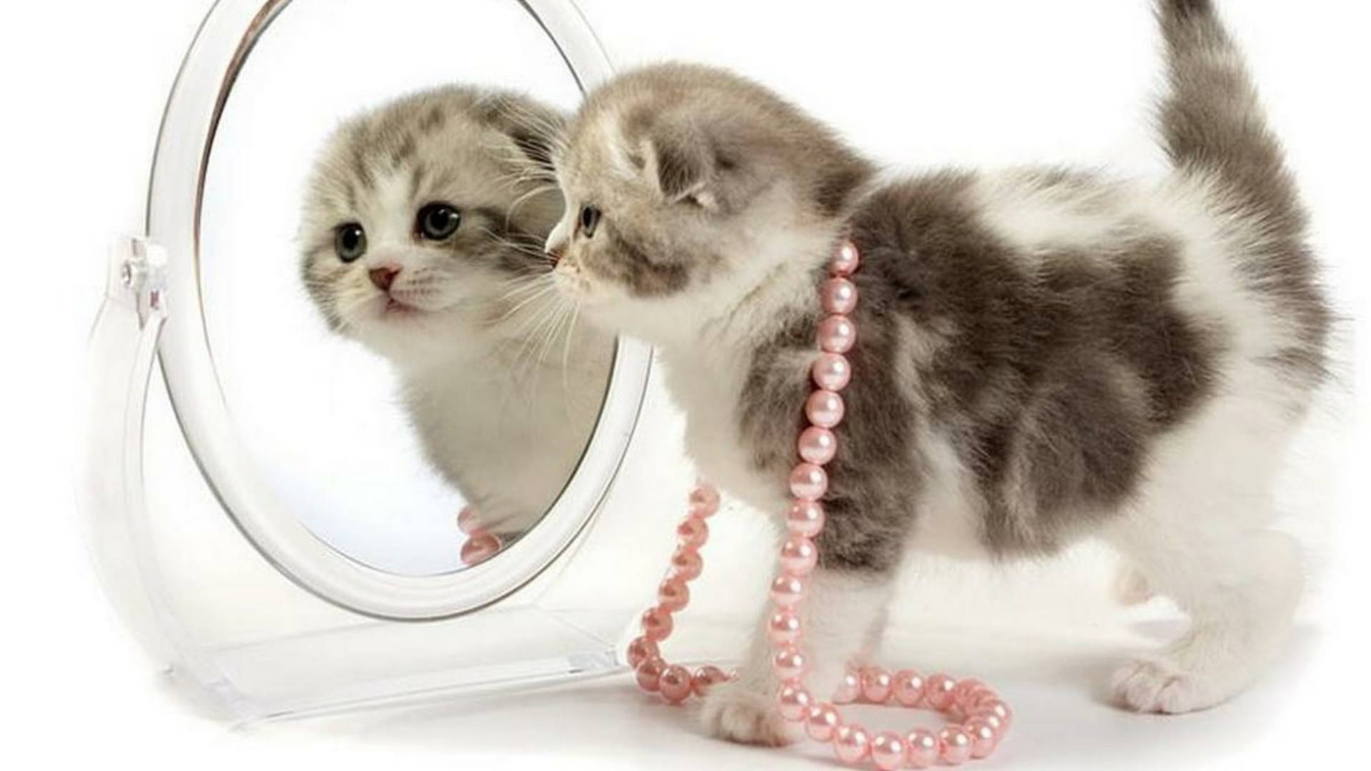 Cute Cat Hd Mirror