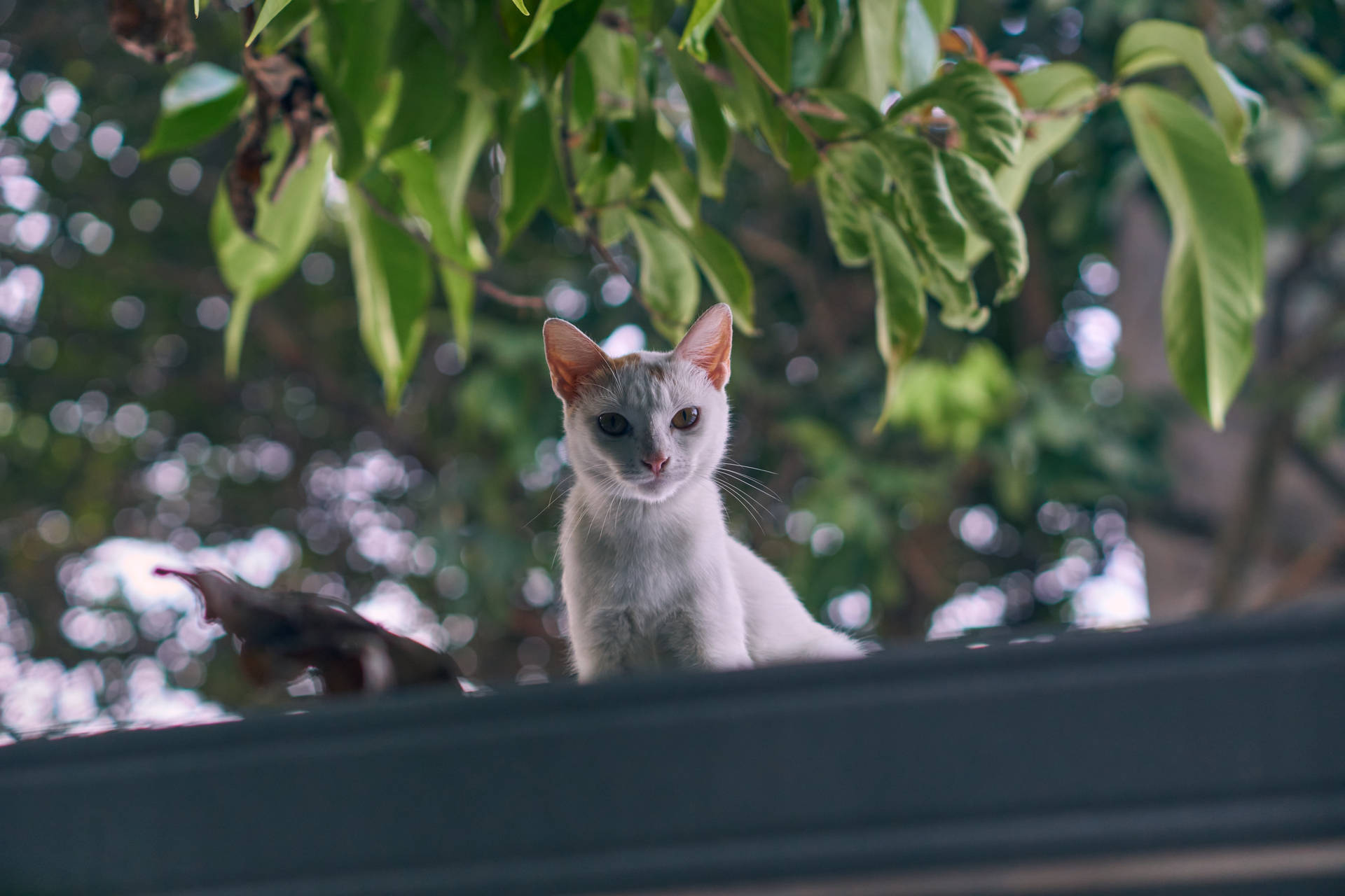 Cute Cat Hd On Roof