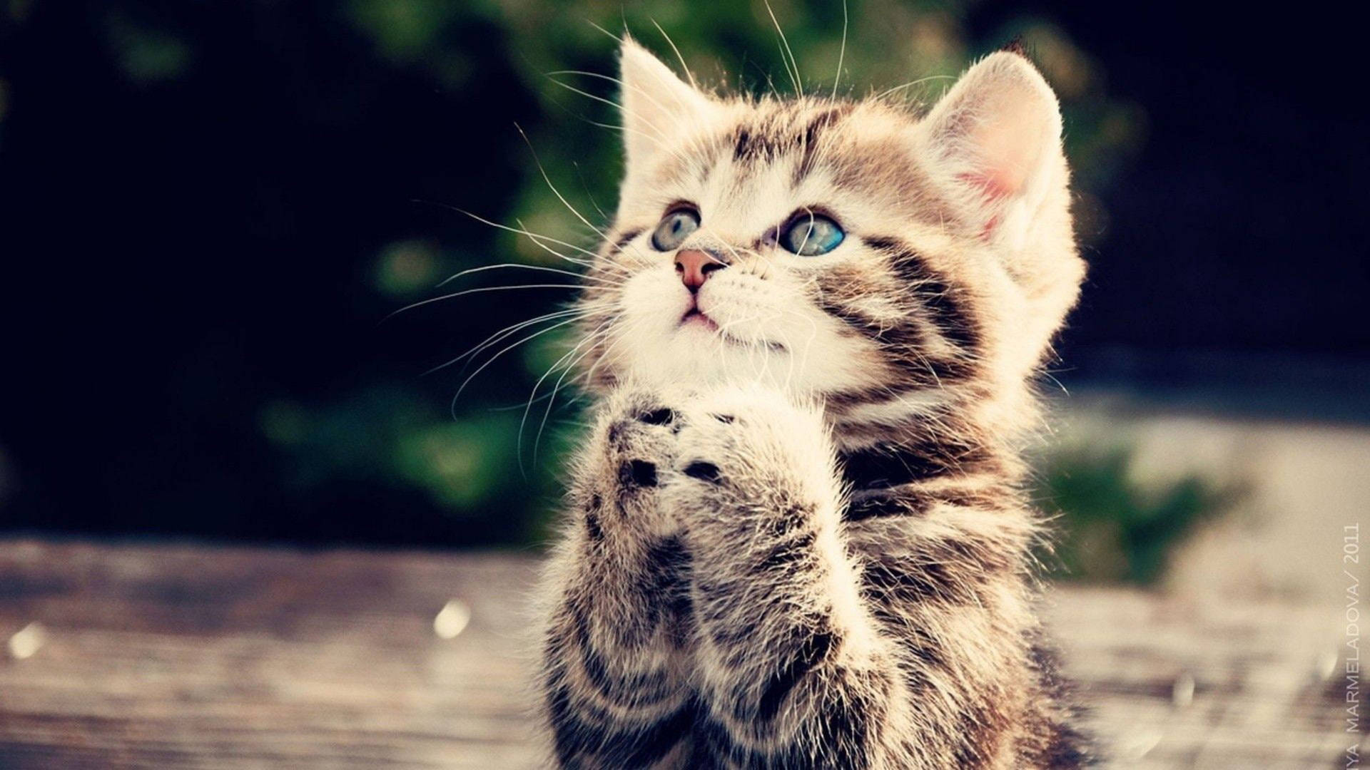 Cute Cat Hd Praying Background