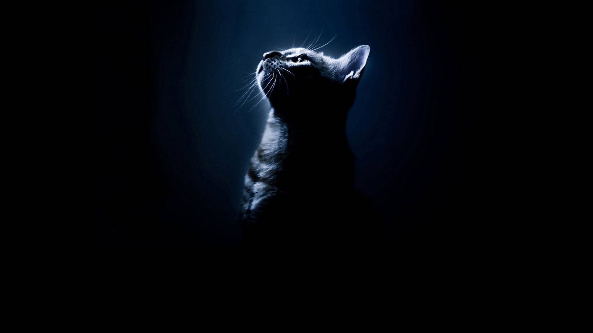 Cute Cat Hd Silhouette Background