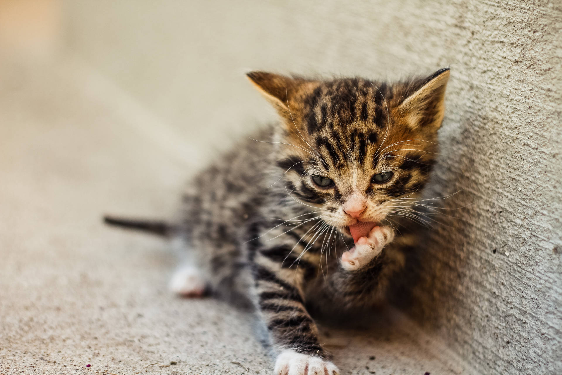 Cute Cat Hd Striped Kitten Background