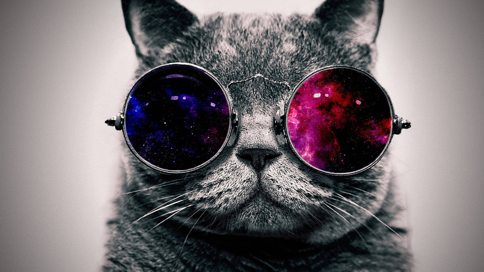 Cute Cat Hd Sunglasses Background
