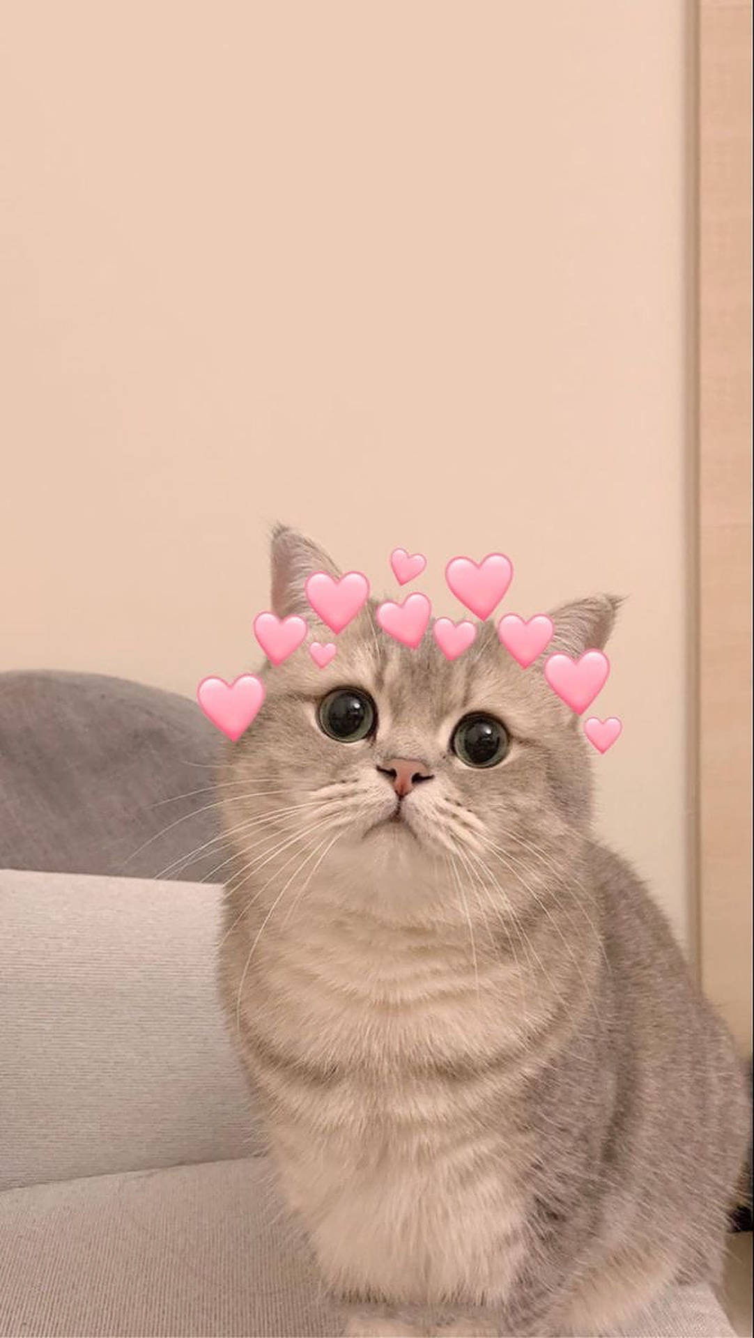 Cute Cat Hearts Profile Picture Background
