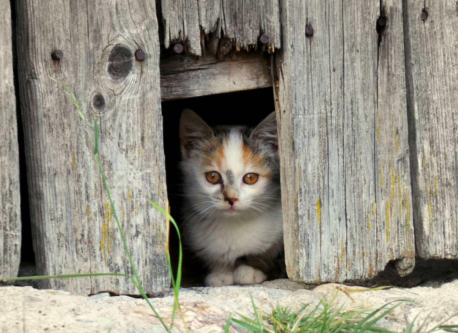 Cute Cat In A Wooden House