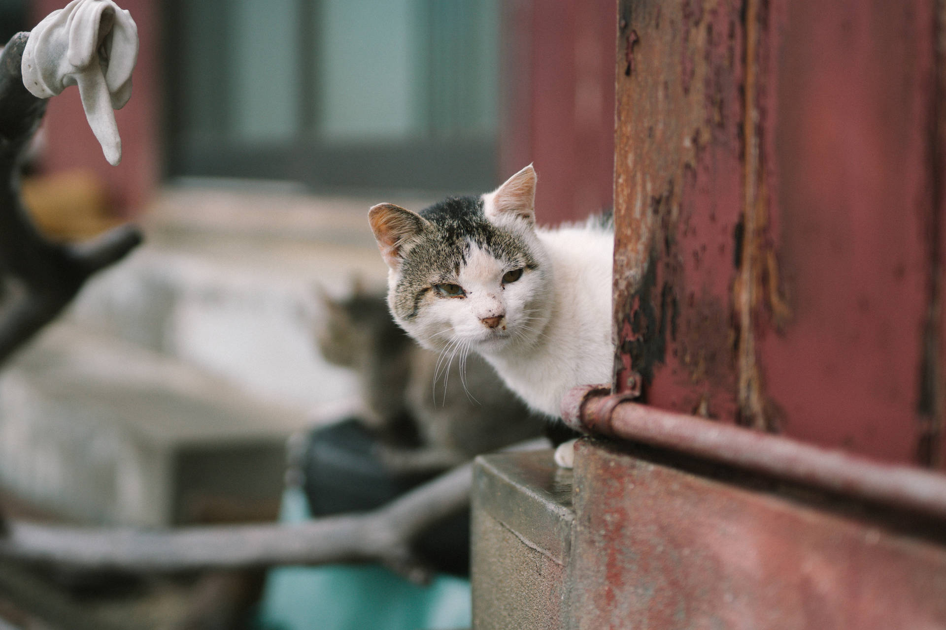 Cute Cat In Full 4k Desktop Background