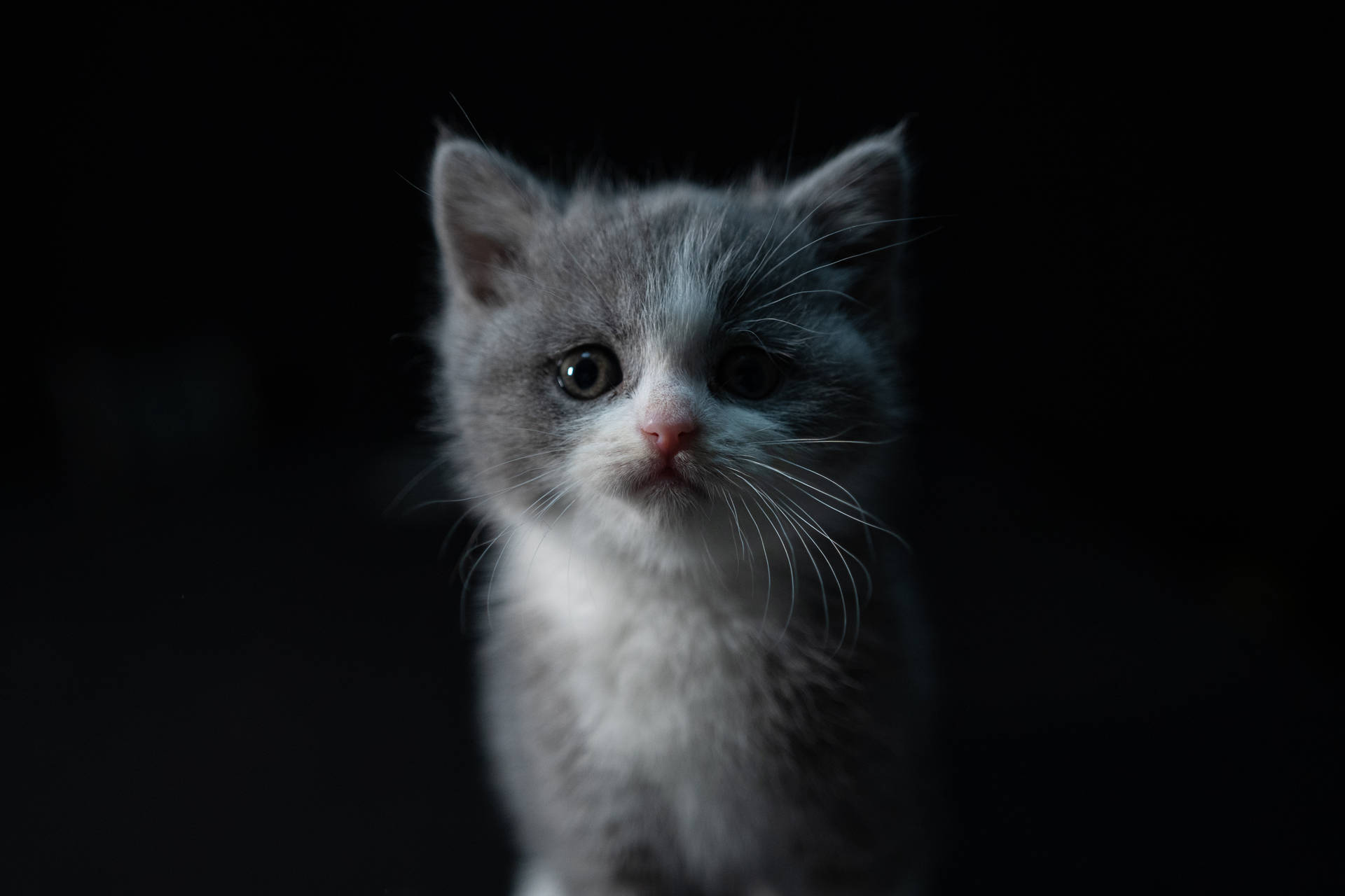 Cute Cat Kitten Background