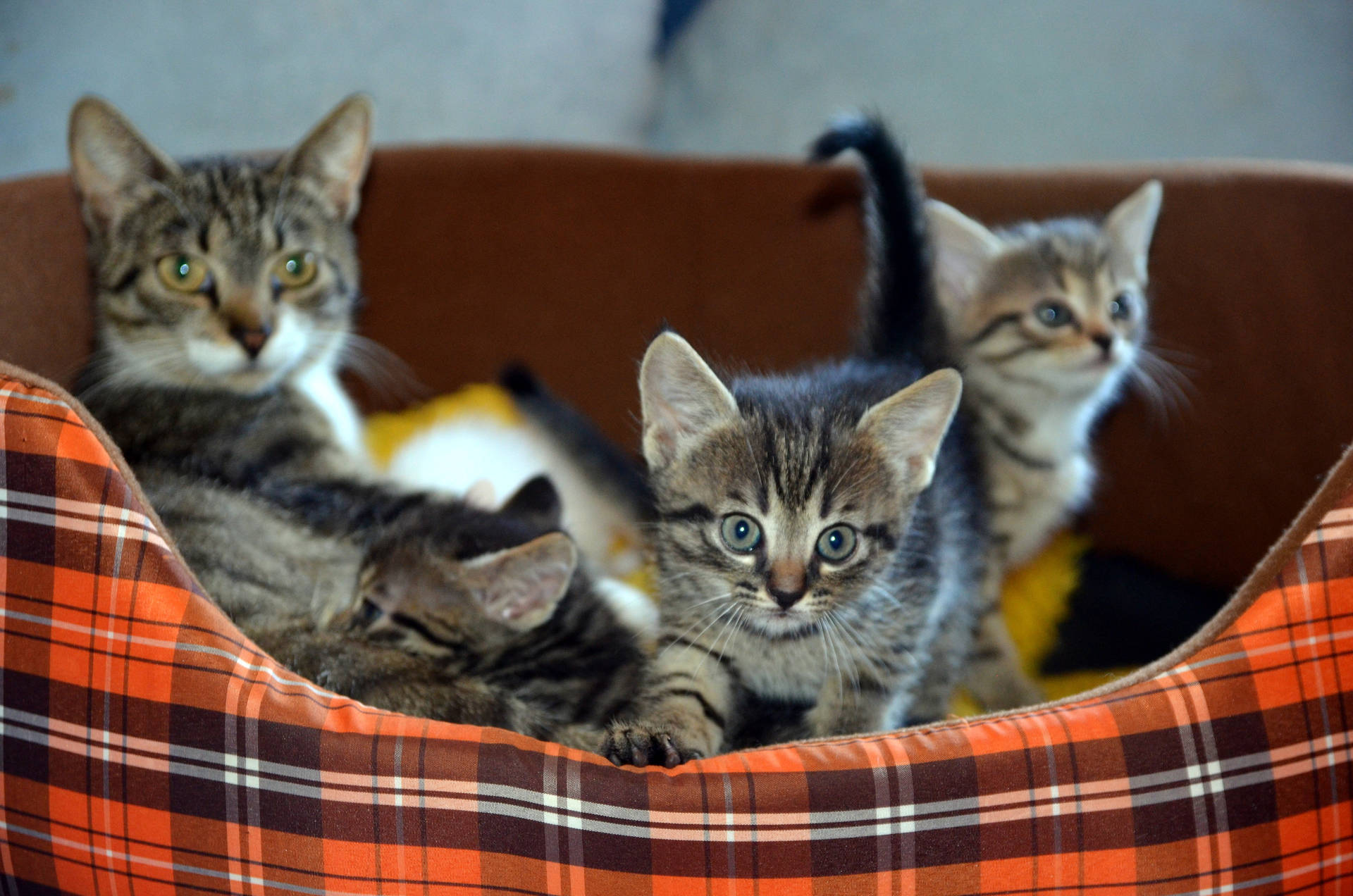 Cute Cat Love Bed