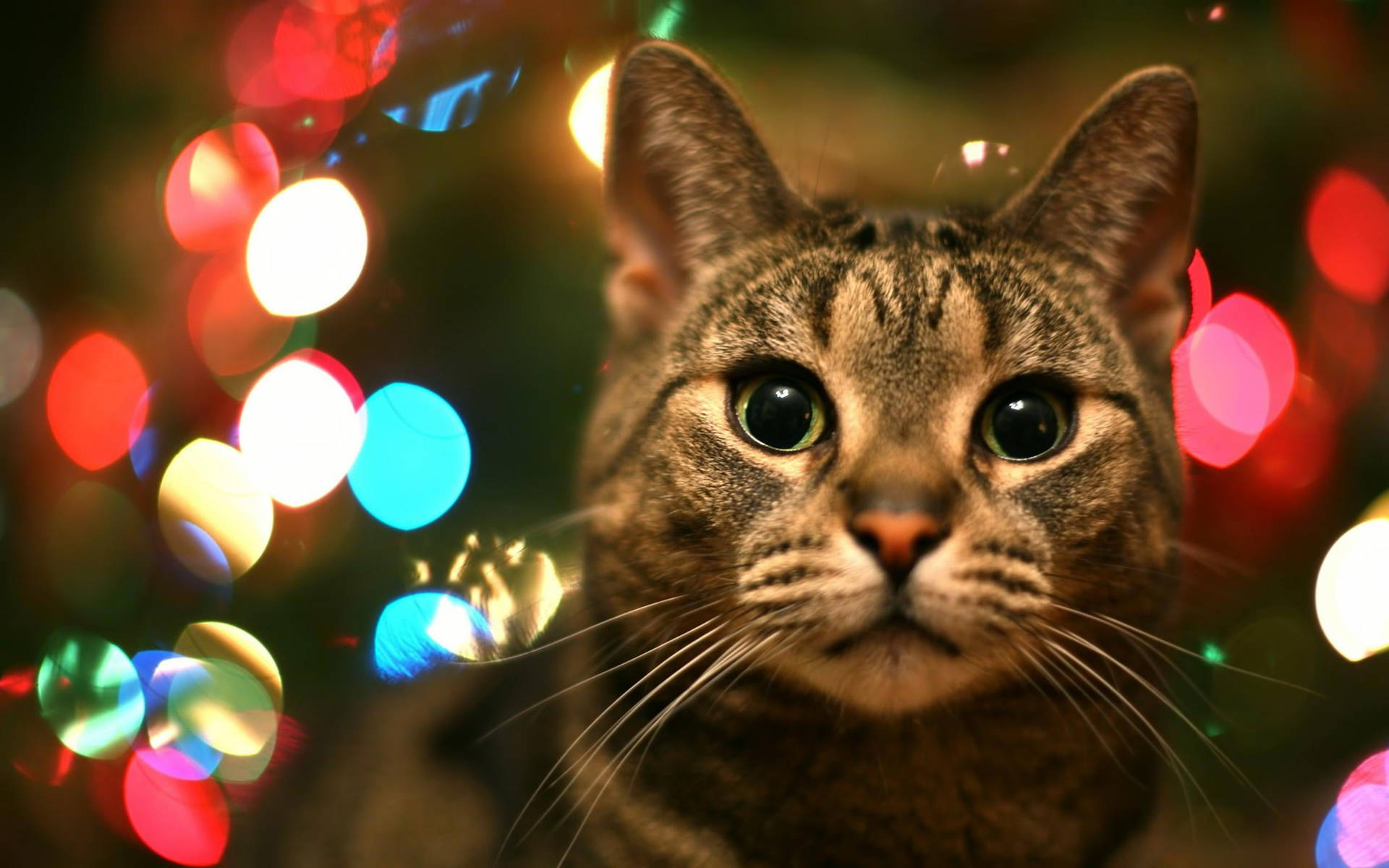 Cute Cat Love Christmas Lights Background