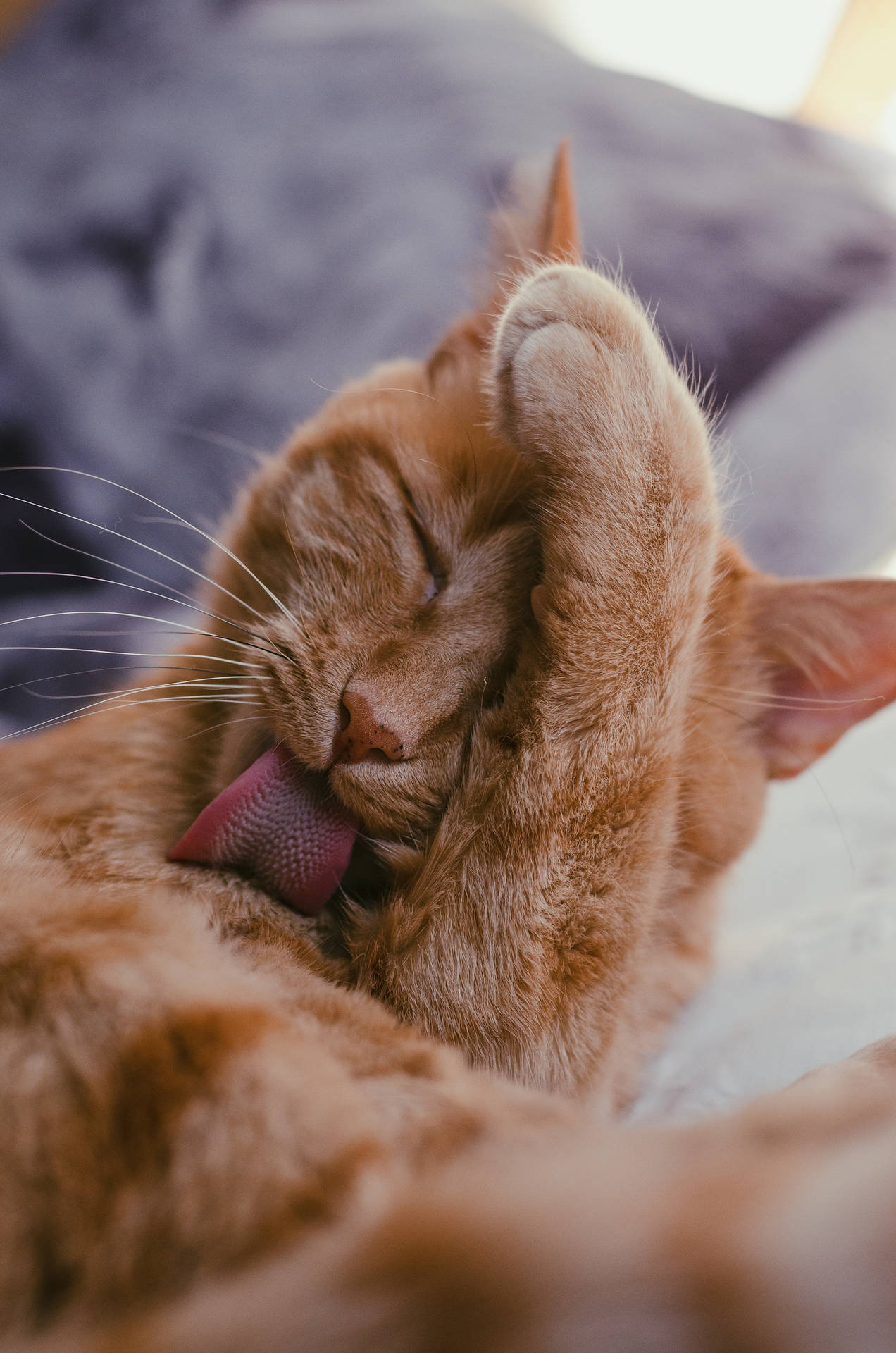 Cute Cat Love Cleaning Background