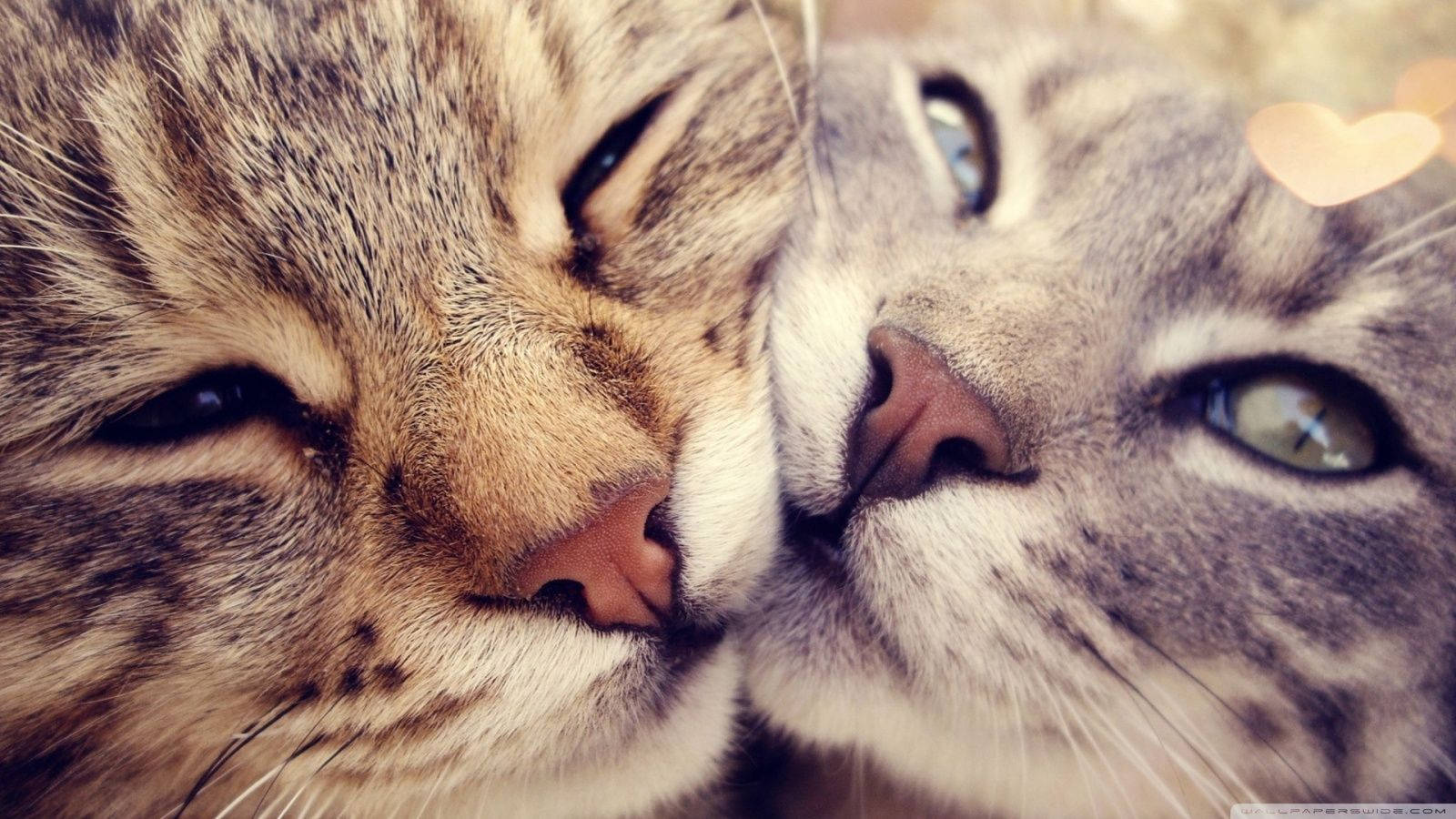 Cute Cat Love Faces Background