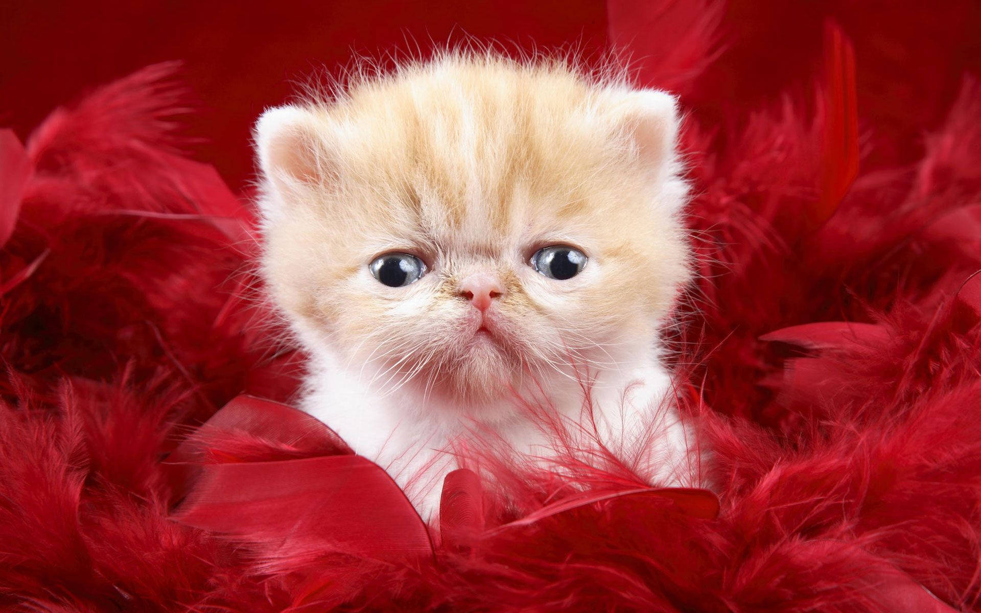 Cute Cat Love Feathers Background