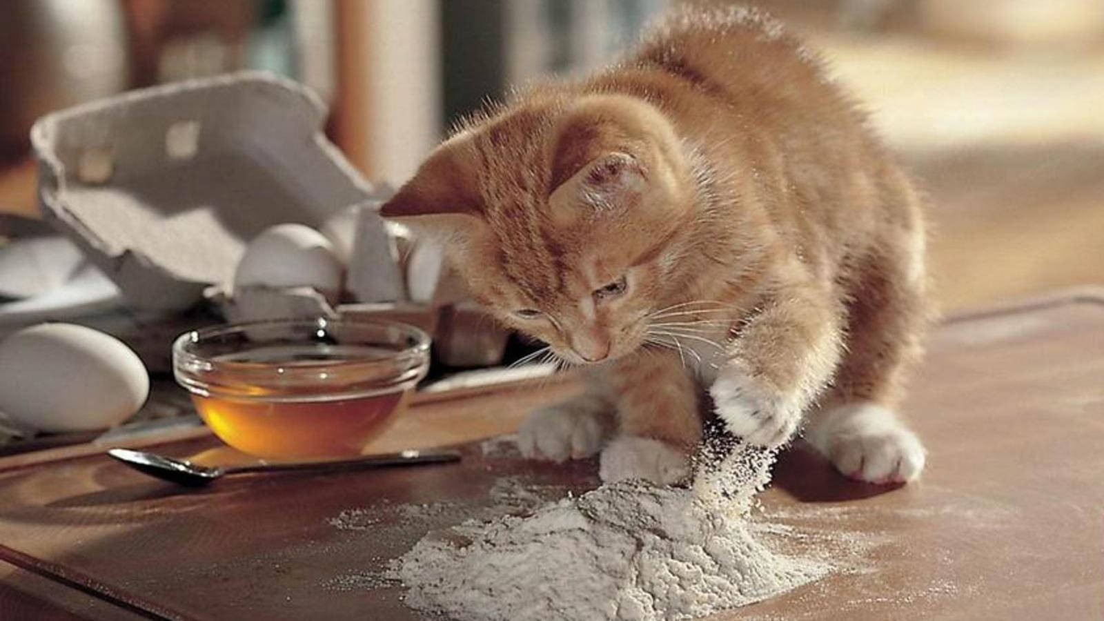 Cute Cat Love Flour