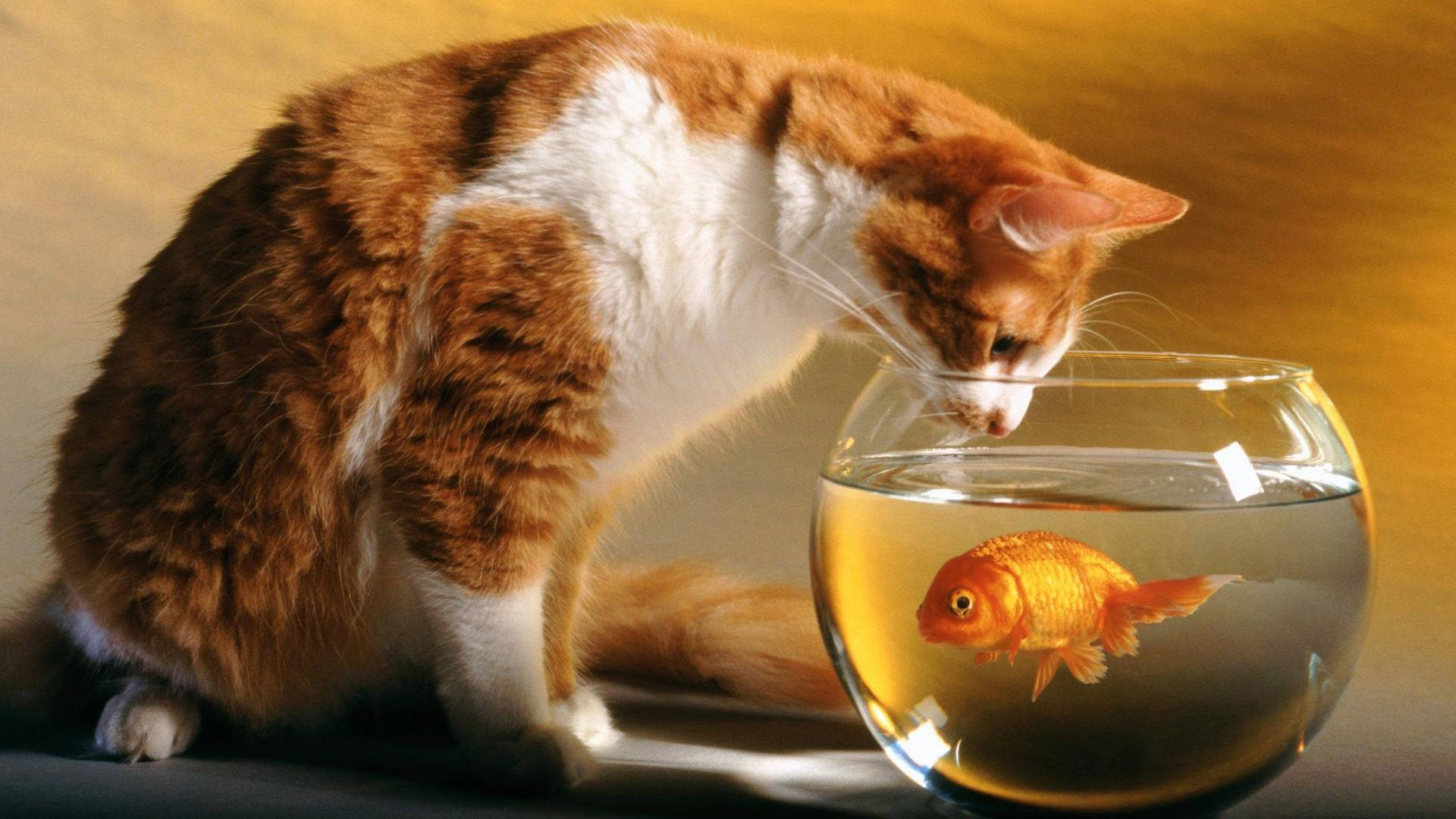 Cute Cat Love Goldfish