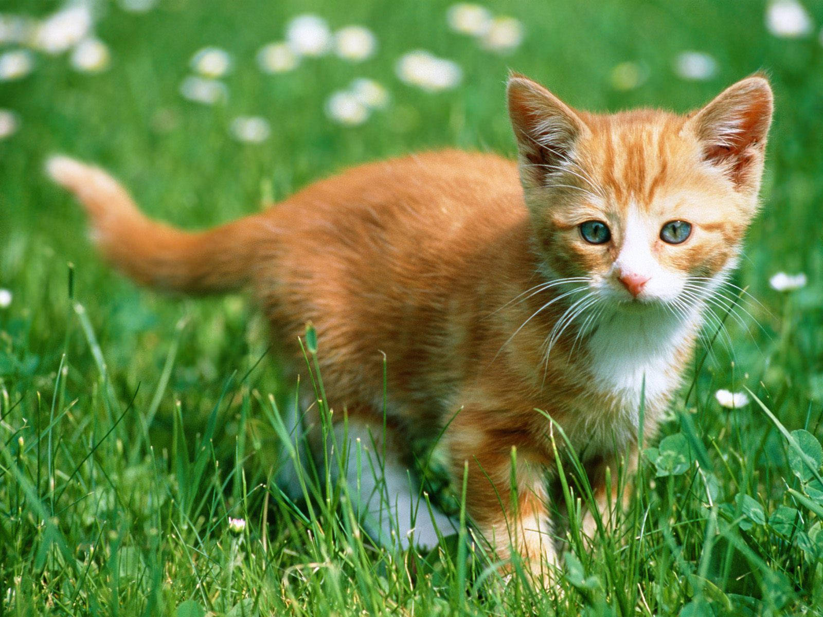 Cute Cat Love Grass Background