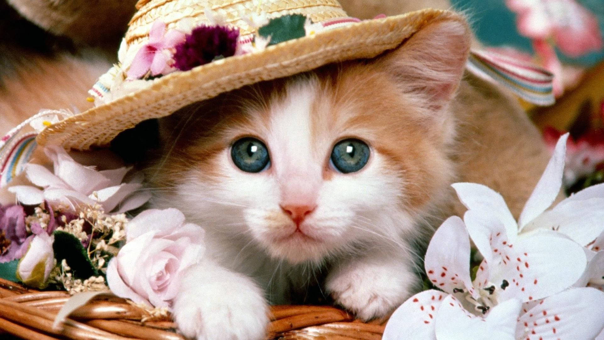 Cute Cat Love Hat Background