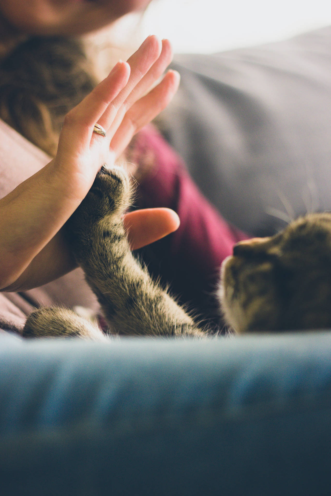 Cute Cat Love High-five Background