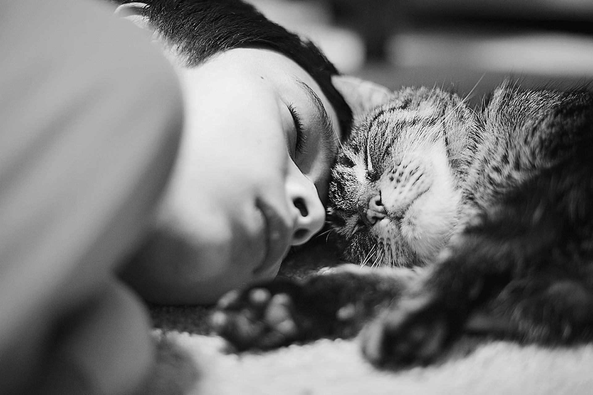 Cute Cat Love Human Nap Background