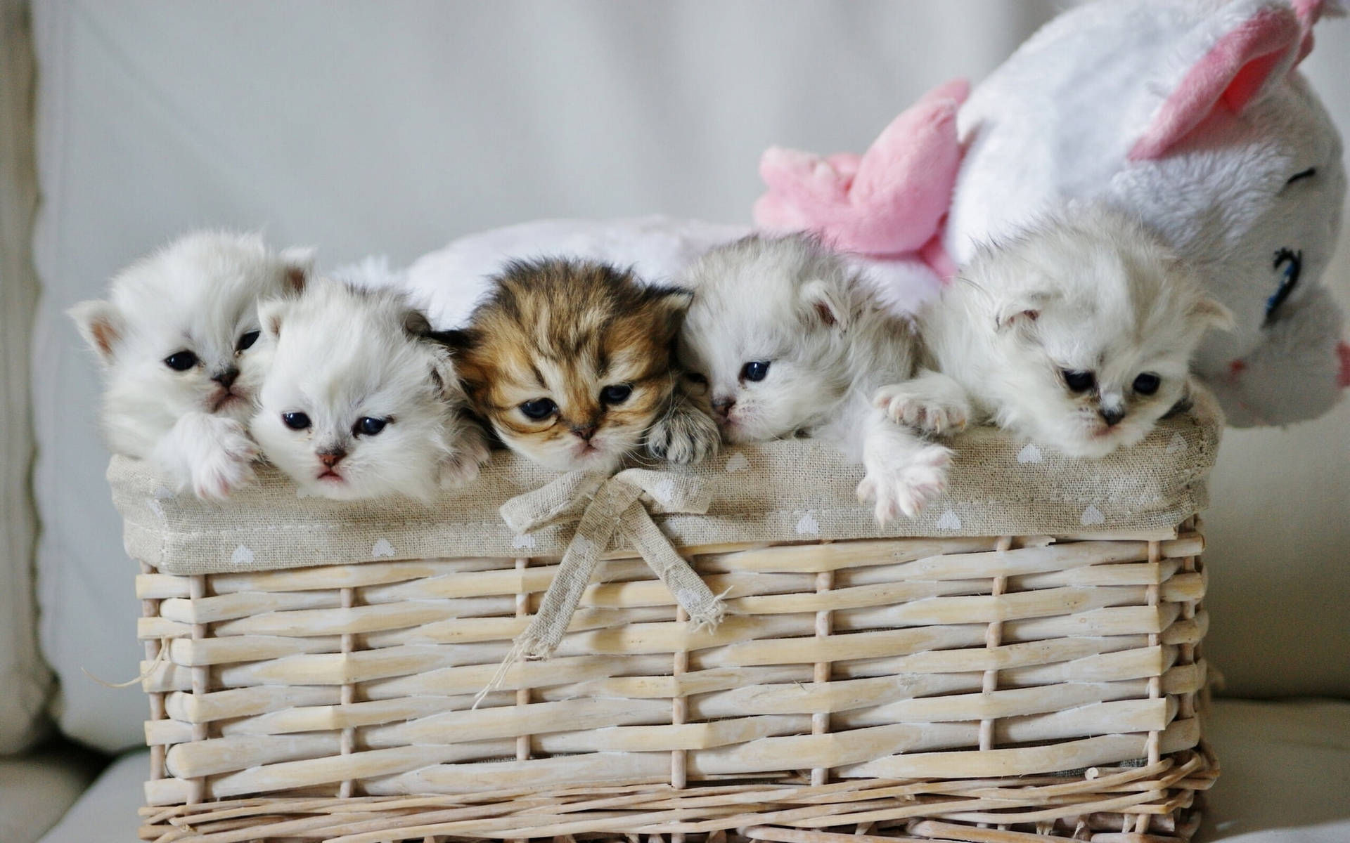 Cute Cat Love Kitten Basket Background